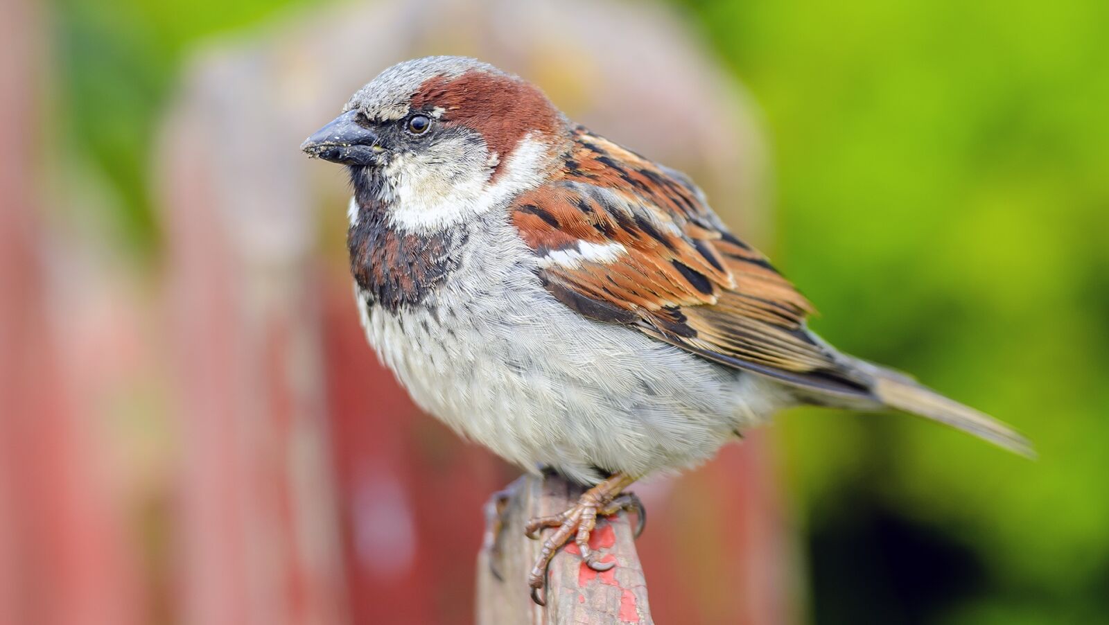 Nikon D7000 sample photo. Sparrow, bird, picket fence photography