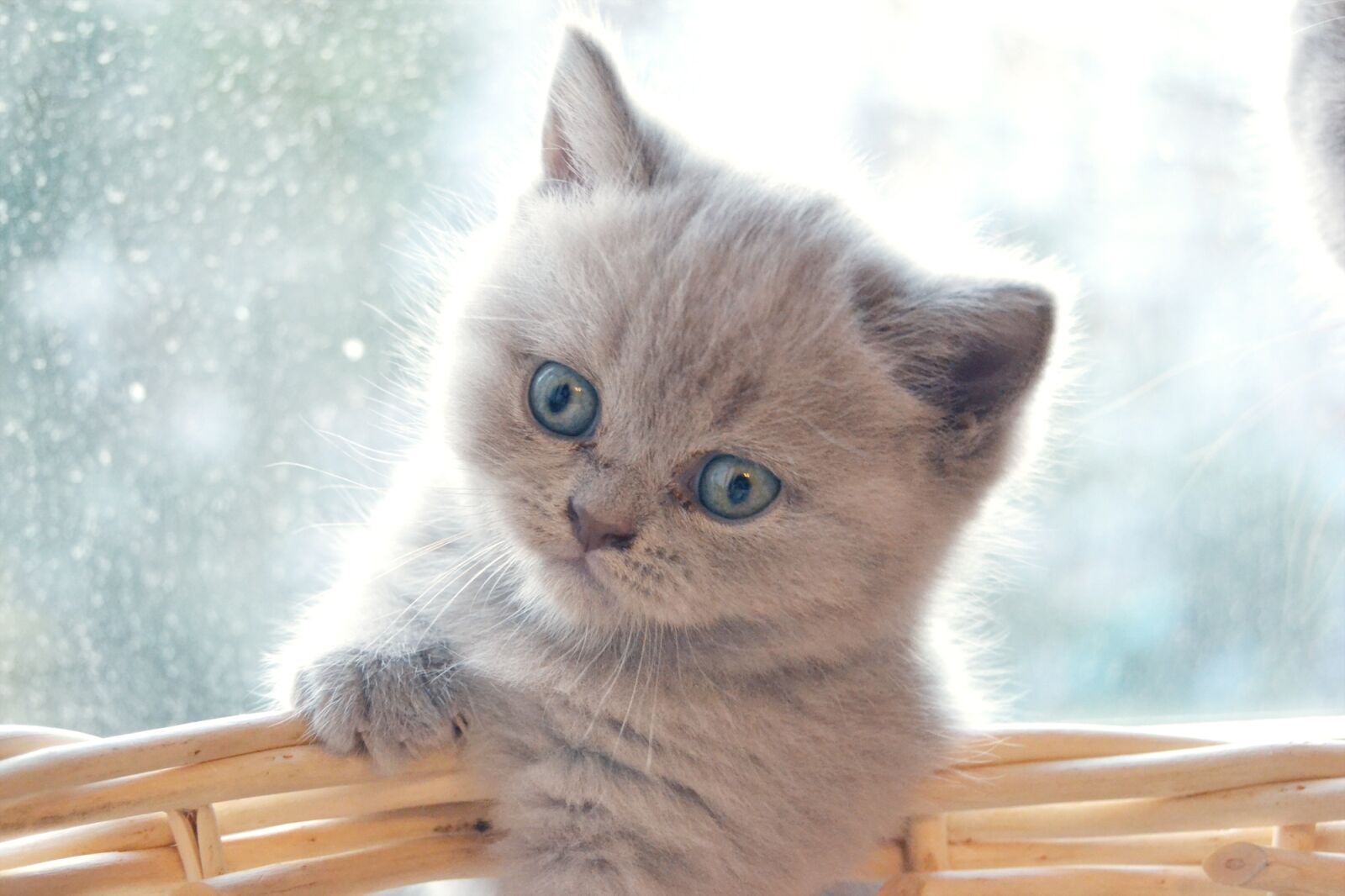 Nikon D3100 sample photo. Kitten, british, british cat photography