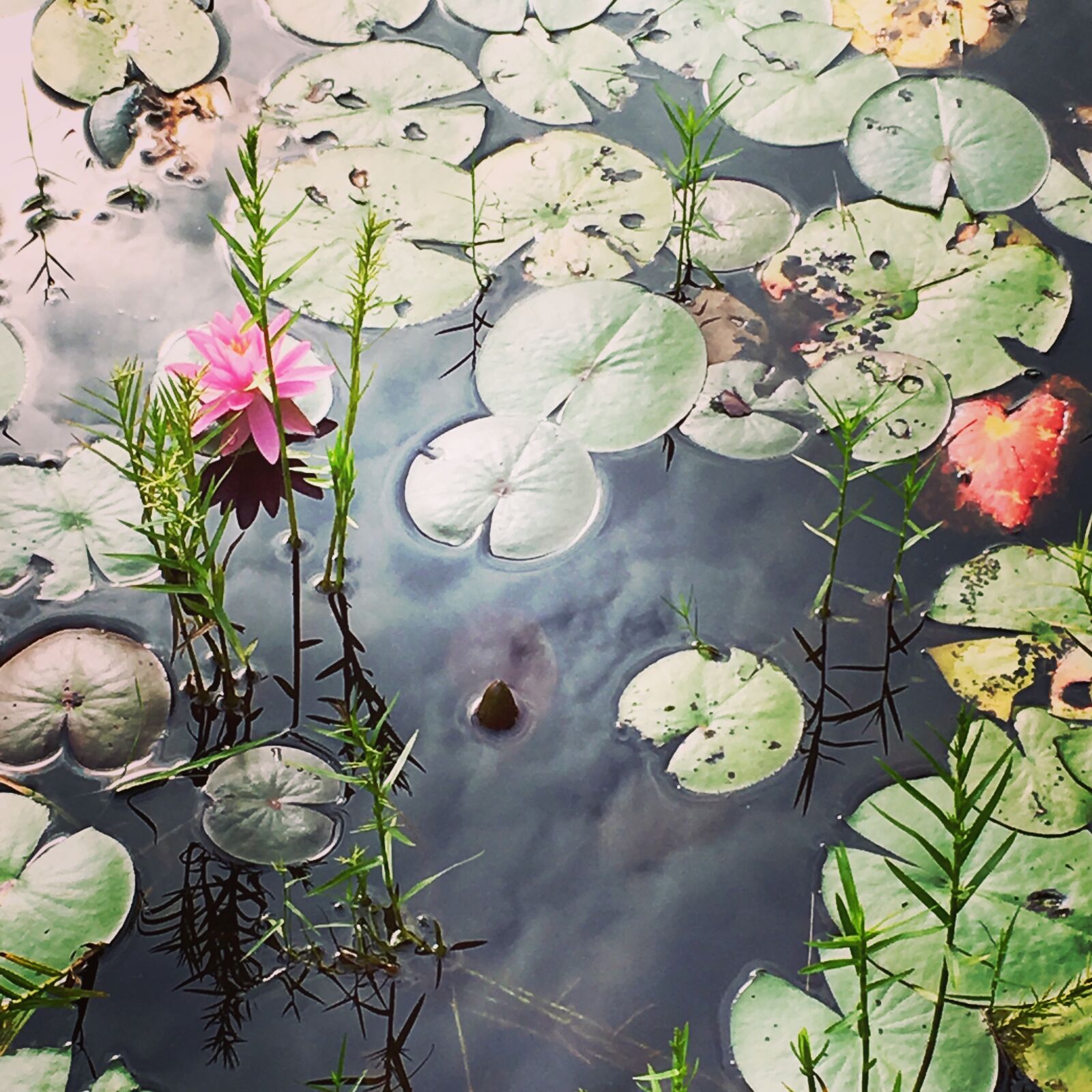 Apple iPhone 6s Plus sample photo. Lilly pad, water, bloom photography