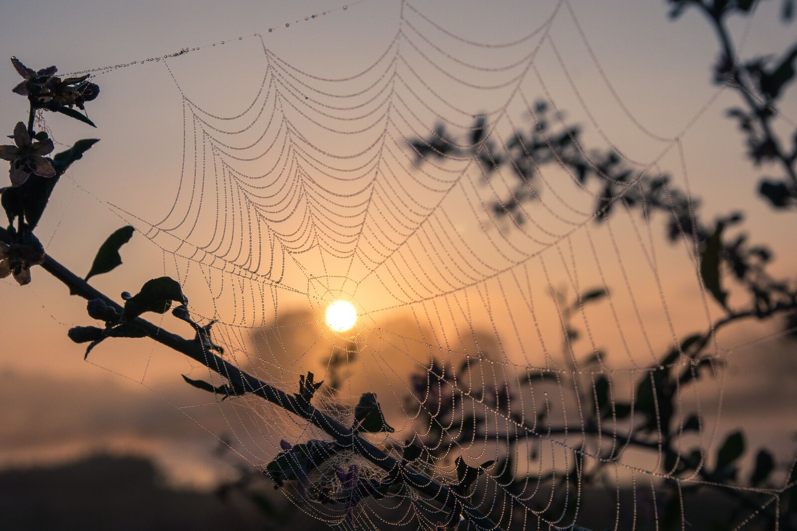 Sony SLT-A77 sample photo. Cobweb, sun, cobwebs photography