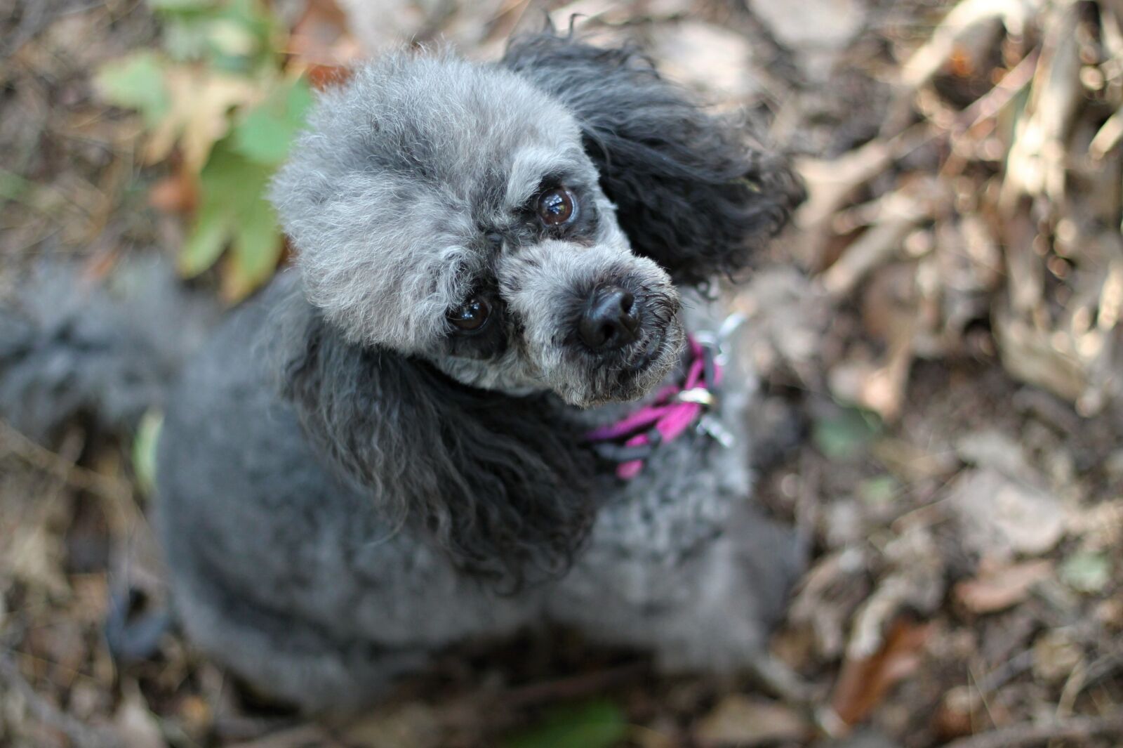 Canon EOS 1100D (EOS Rebel T3 / EOS Kiss X50) + Canon EF 50mm F1.8 II sample photo. Poodle, miniature poodle, creature photography
