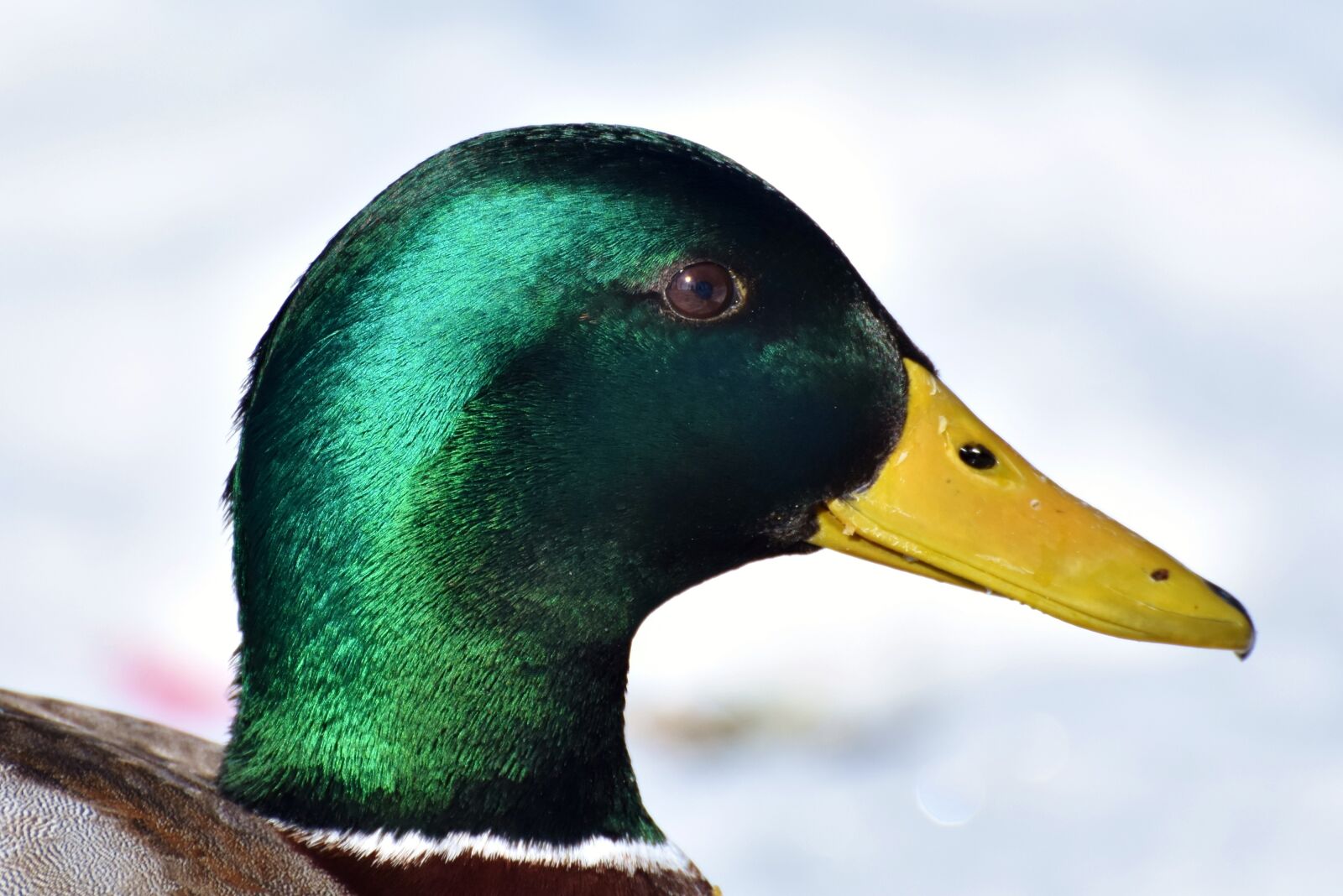 Nikon D7200 sample photo. Duck, drake, water bird photography