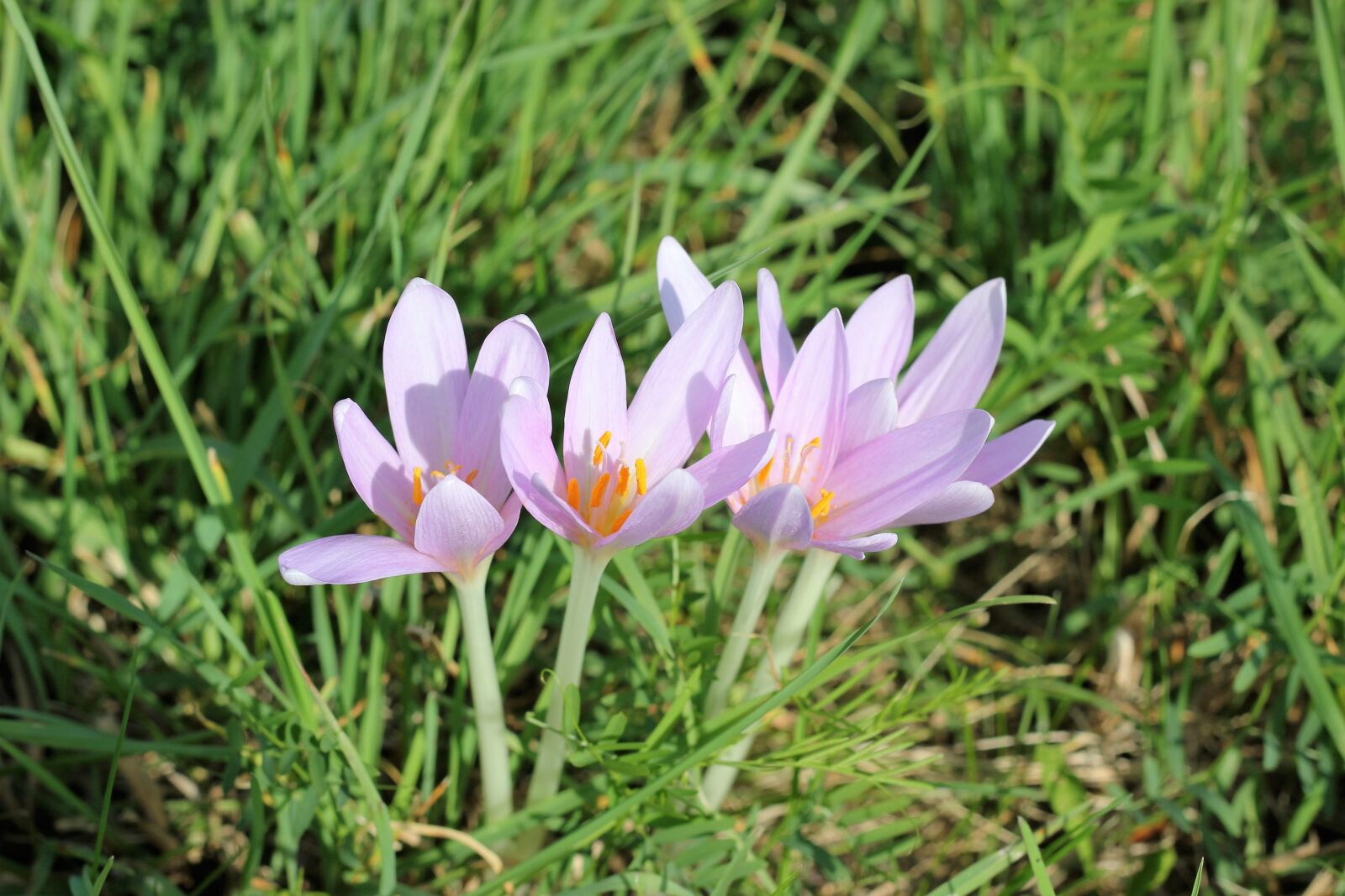 Canon EOS 550D (EOS Rebel T2i / EOS Kiss X4) sample photo. Flower, crocus, nature photography