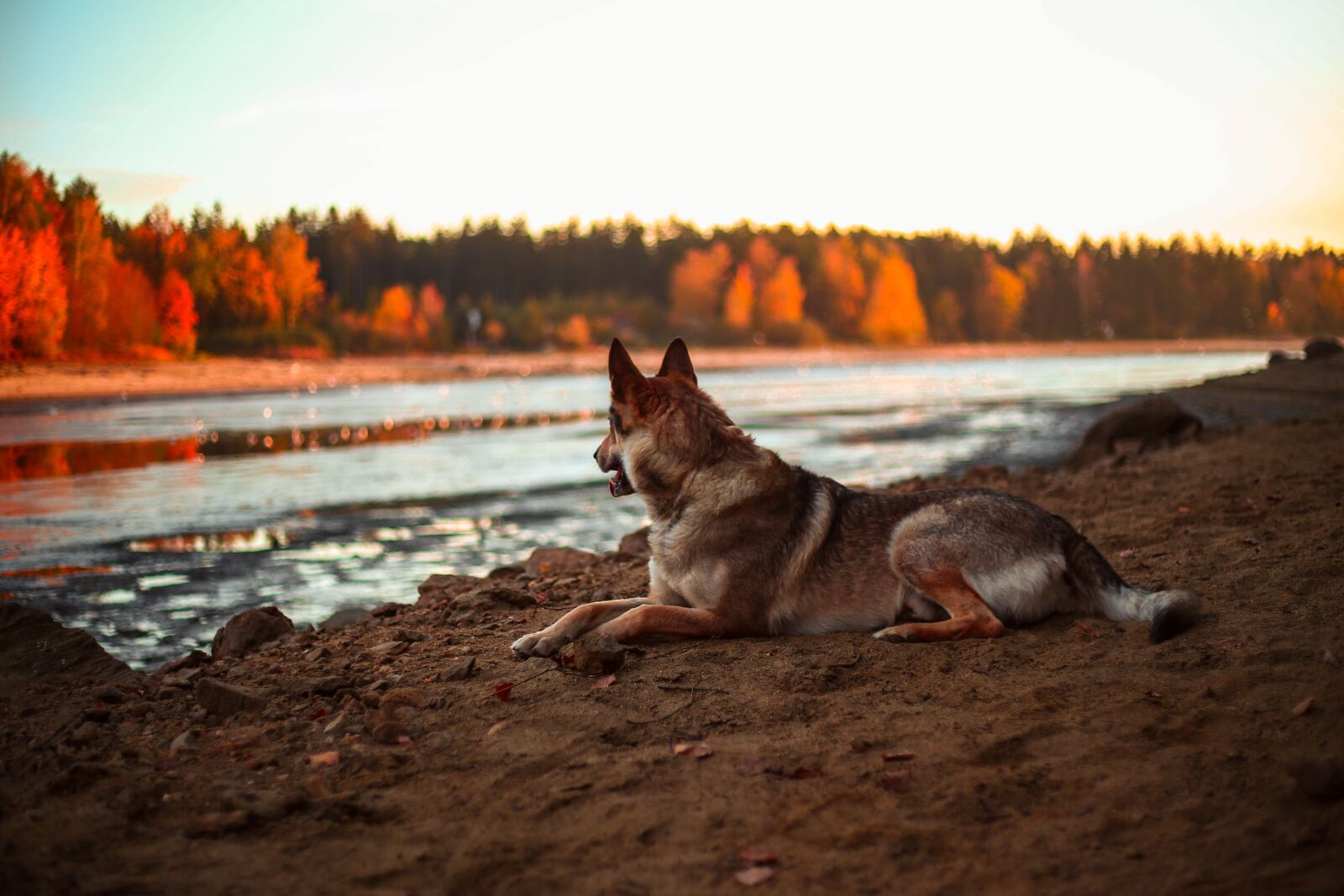 Canon EF 50mm F1.8 II sample photo. Dog, alsatian, animal photography