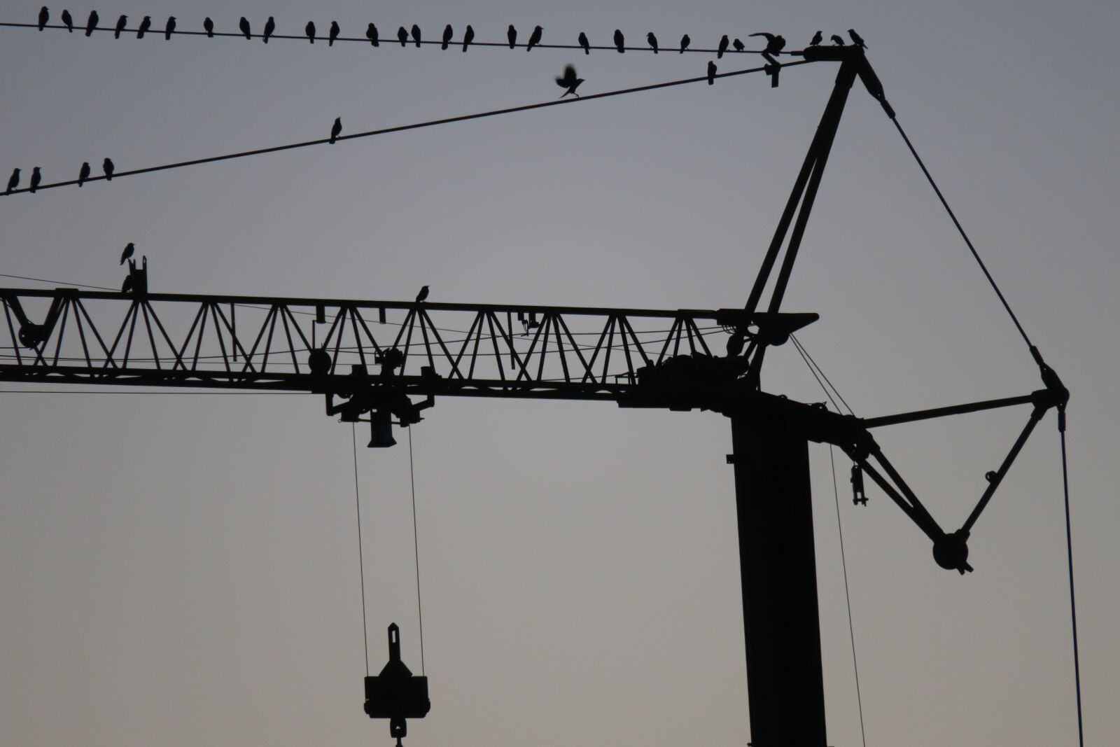 Canon PowerShot G3 X sample photo. Flock of birds, migratory photography