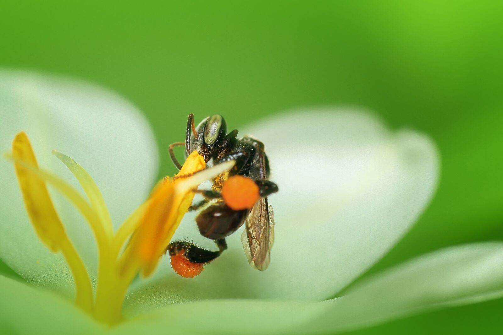 Canon EF 100mm F2.8L Macro IS USM sample photo. Bee, insect, macro photography