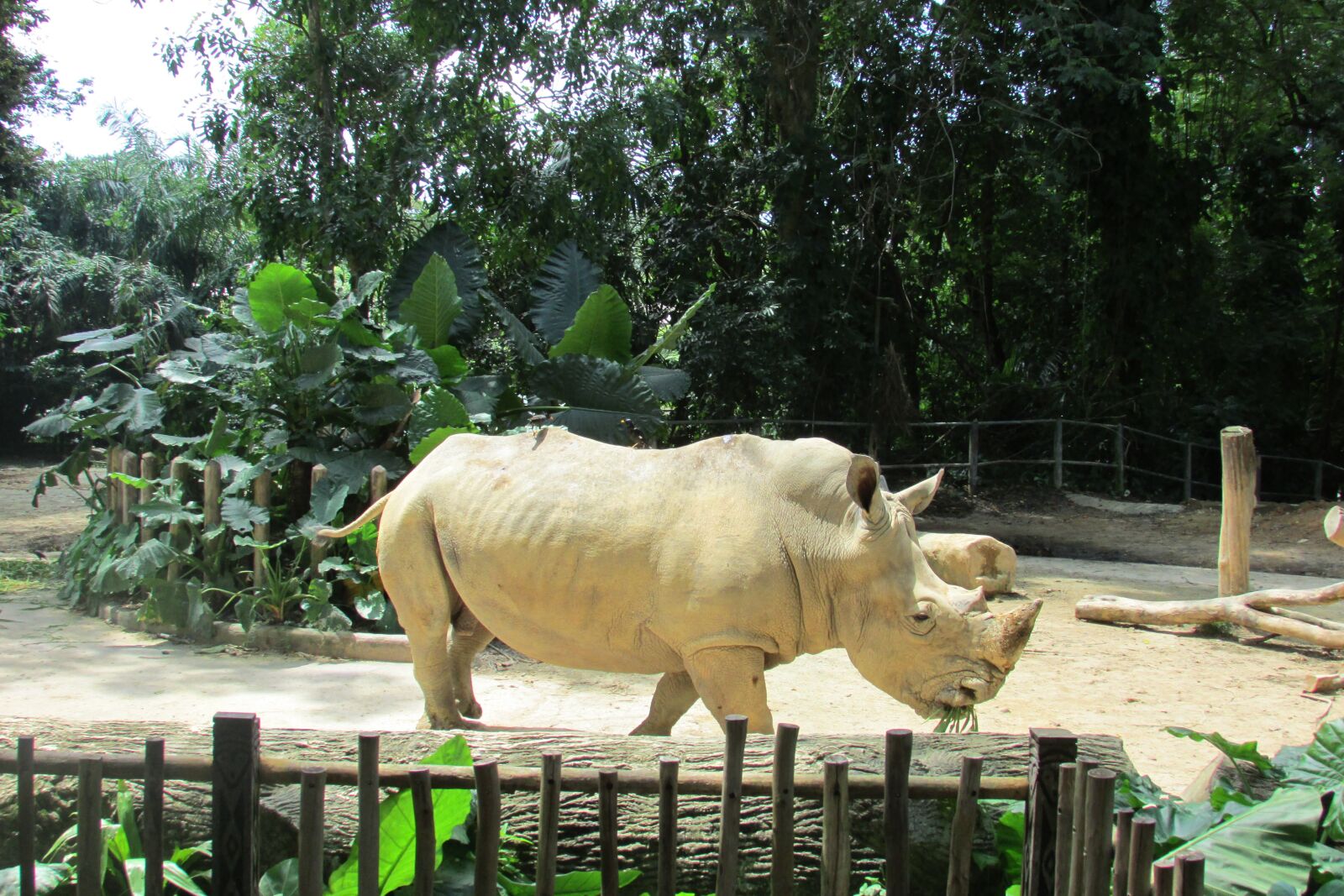 Canon PowerShot SX500 IS sample photo. Singapore zoo, zoo, rhino photography