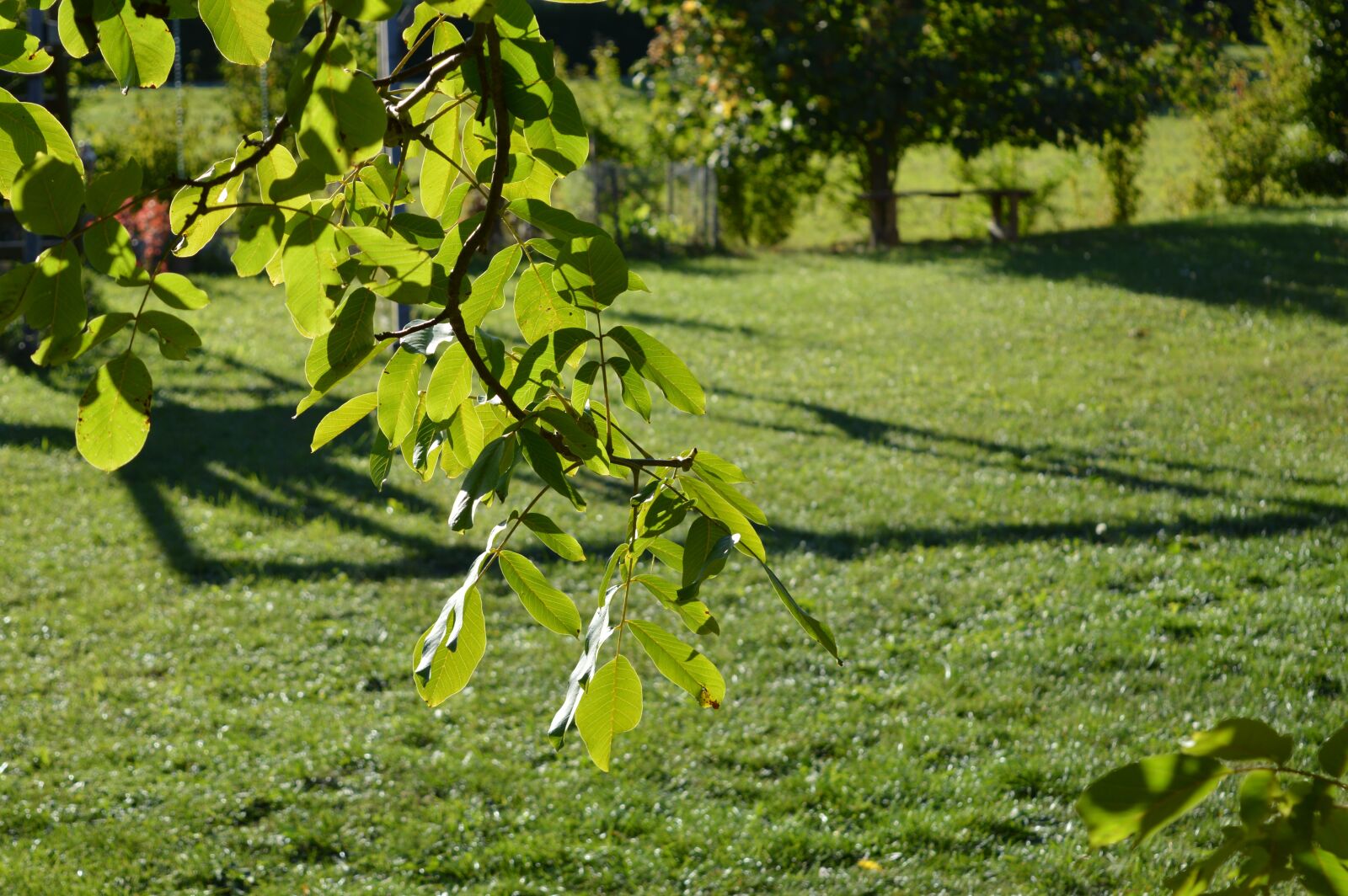 Nikon D3200 sample photo. Walnut, nature, leaf photography