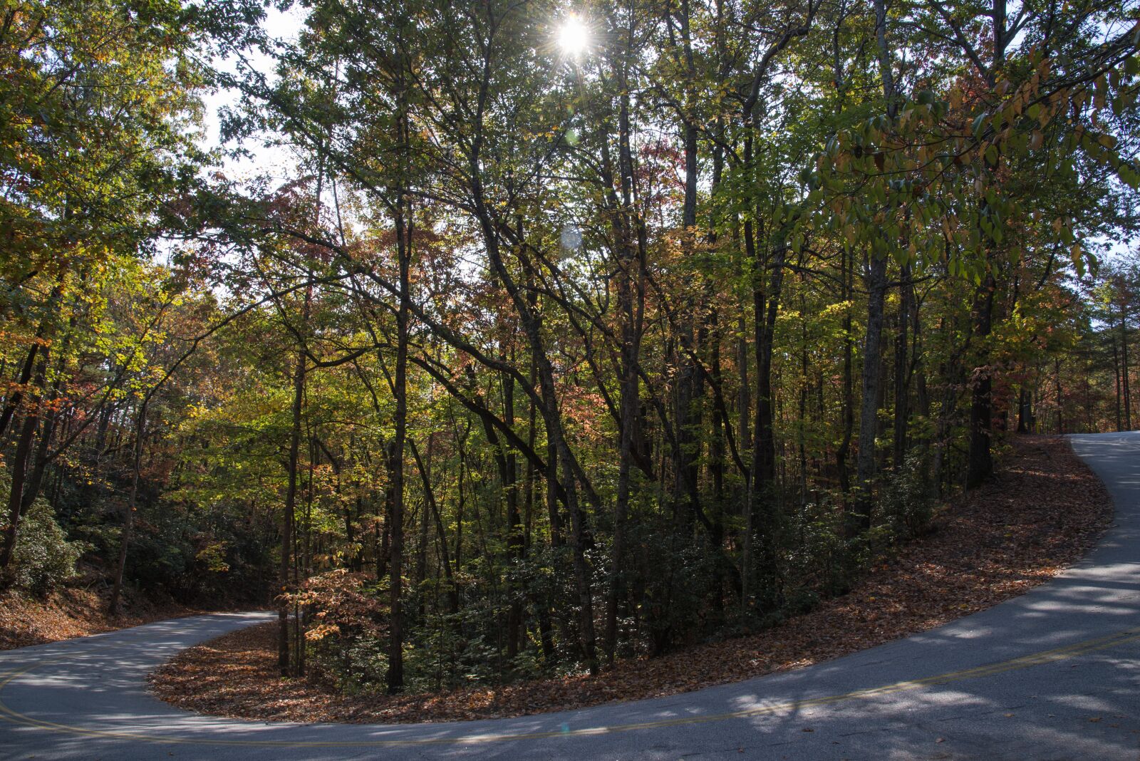 Nikon D610 sample photo. Sunlight, tree, road photography