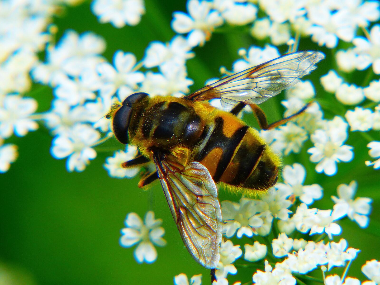 Panasonic Lumix DMC-FZ200 sample photo. Bee, honey bee, insect photography