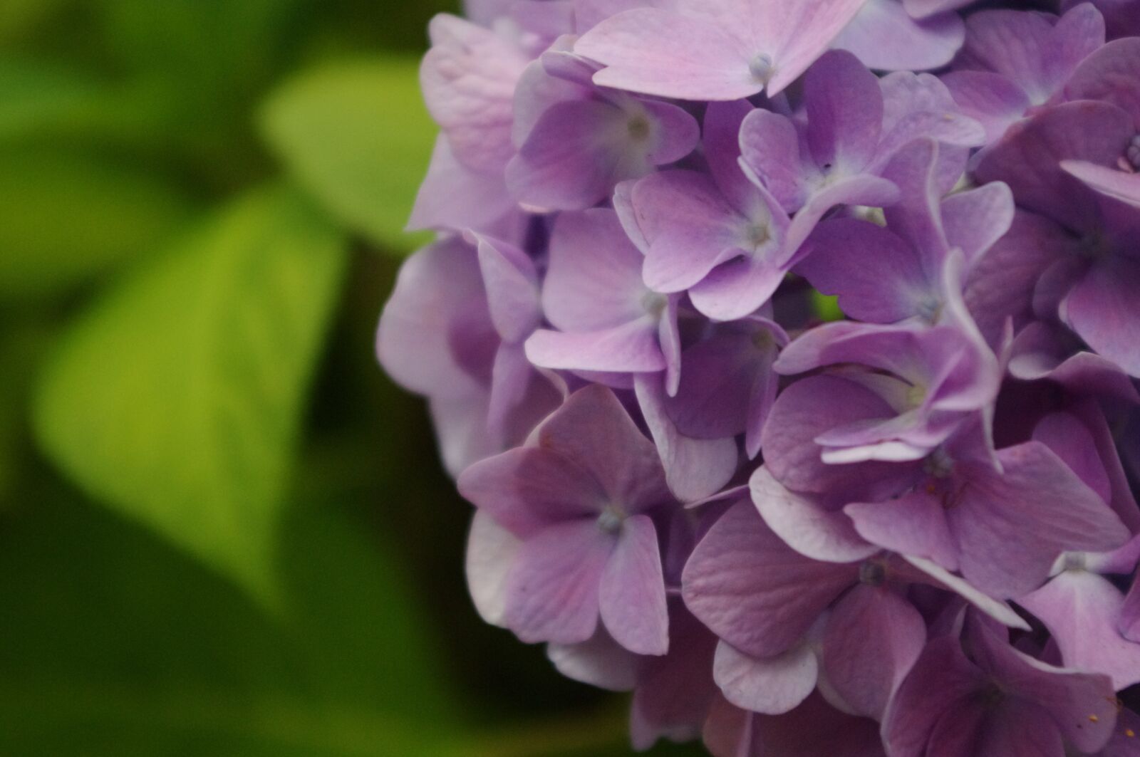 Pentax K-r sample photo. Hydrangea, flower, bloom photography