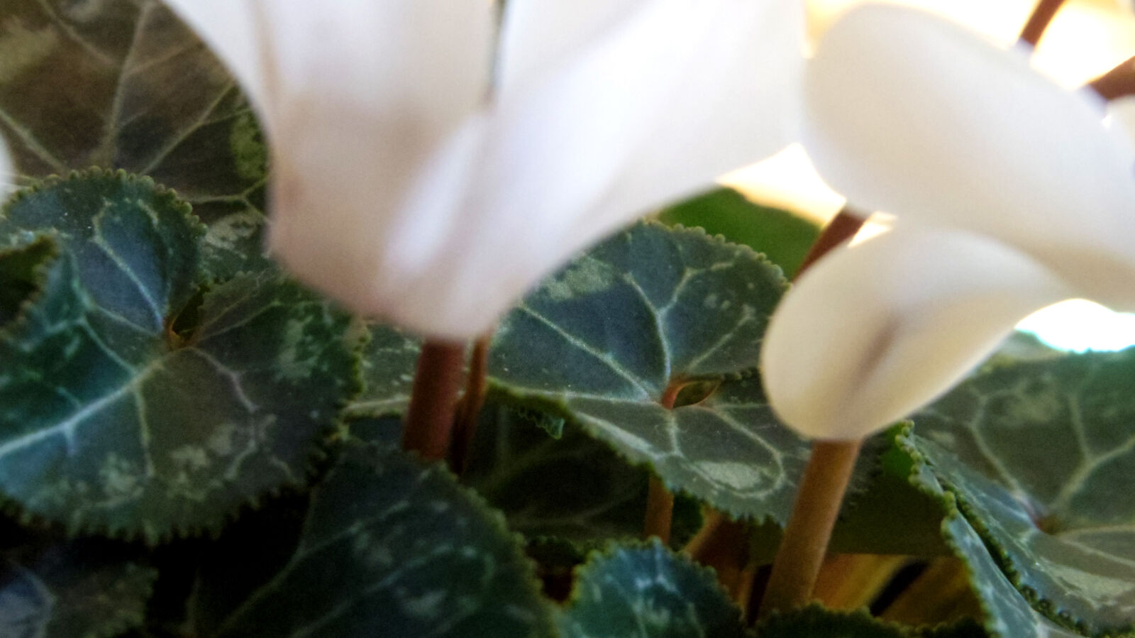 Pentax Q10 sample photo. Flower photography