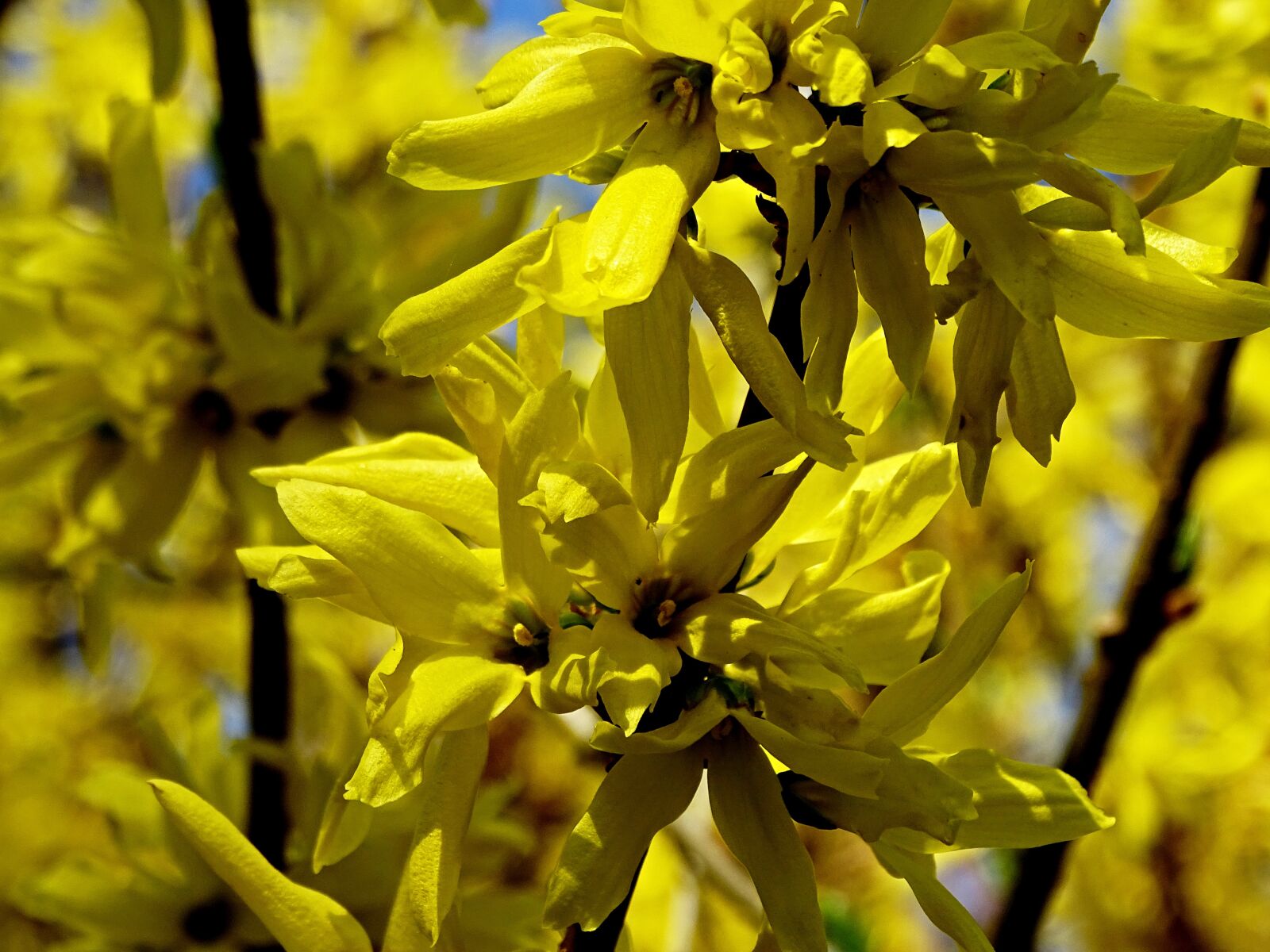 Sony Cyber-shot DSC-HX400V sample photo. Forsythia, forsythienblüte, yellow photography