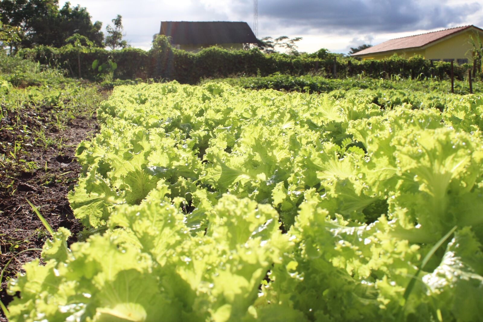 Canon EOS 600D (Rebel EOS T3i / EOS Kiss X5) sample photo. Lettuce, plantation, cultivation photography