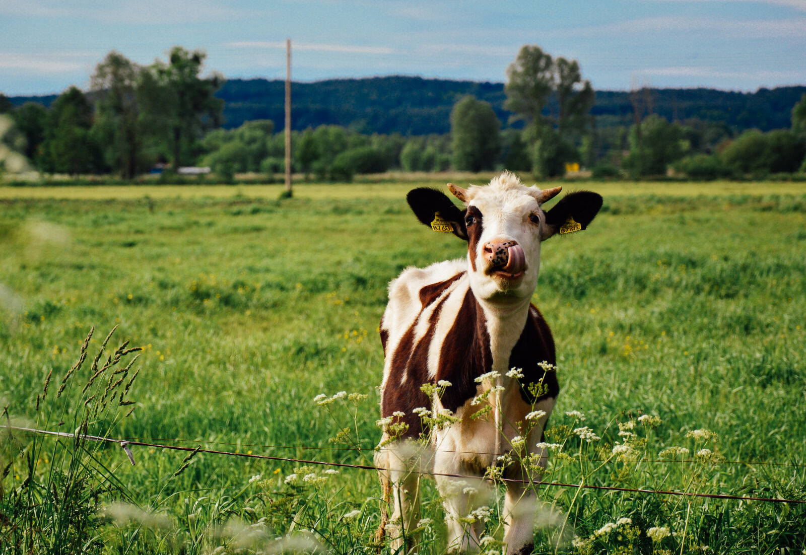 Nikon D3200 sample photo. Cow photography