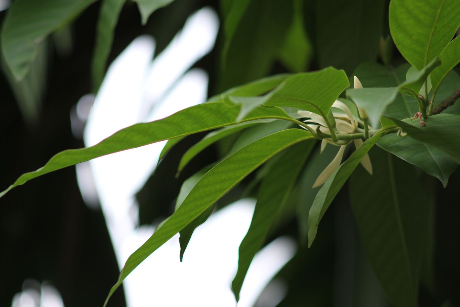 Canon EOS 50D sample photo. White champaca, mf lens photography
