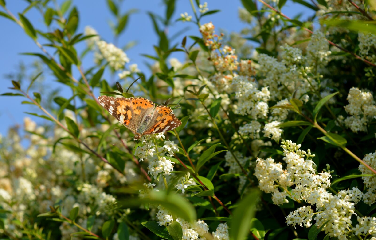 Nikon D3200 sample photo. Privet bloom, butterfly, hedge photography