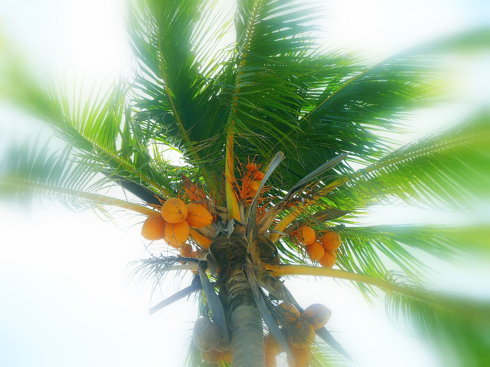 Panasonic DMC-TZ1 sample photo. Palm tree, tropical, palm photography