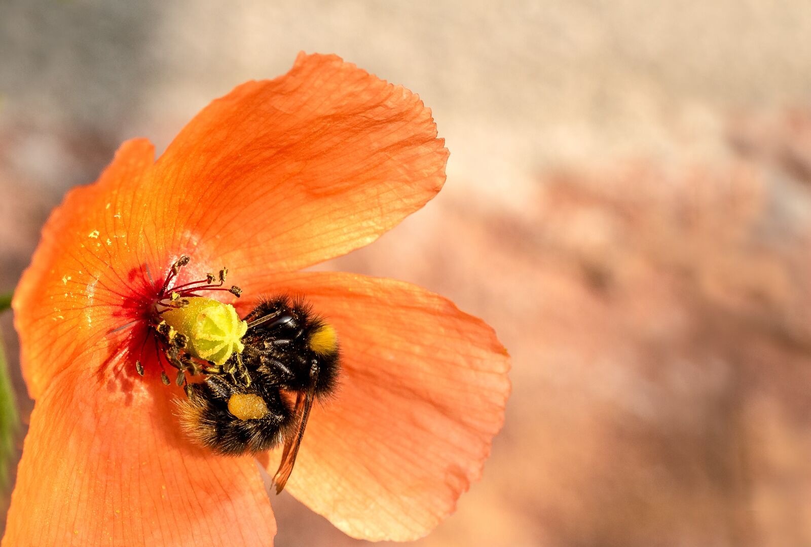 Canon EOS 750D (EOS Rebel T6i / EOS Kiss X8i) sample photo. Poppy, klatschmohn, hummel photography