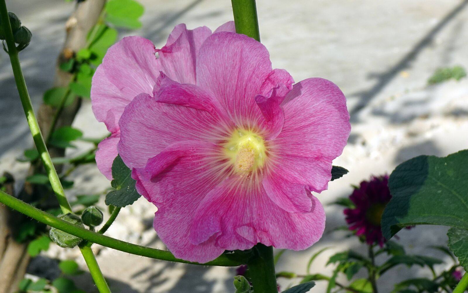 Sony DSC-WX800 sample photo. Flower, hollyhock, alcea photography