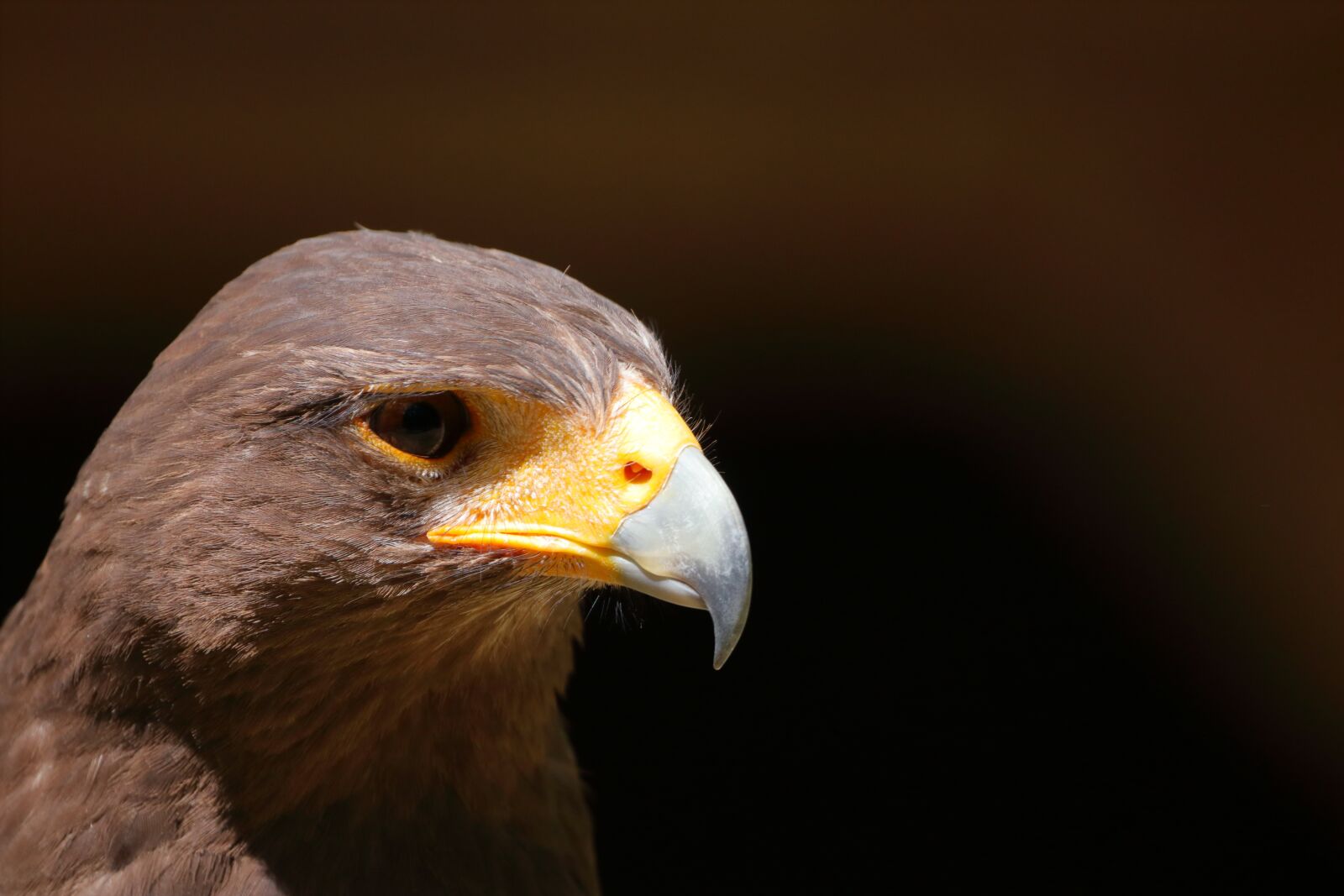 Canon EOS 80D sample photo. Bergisches land, bird, raptor photography