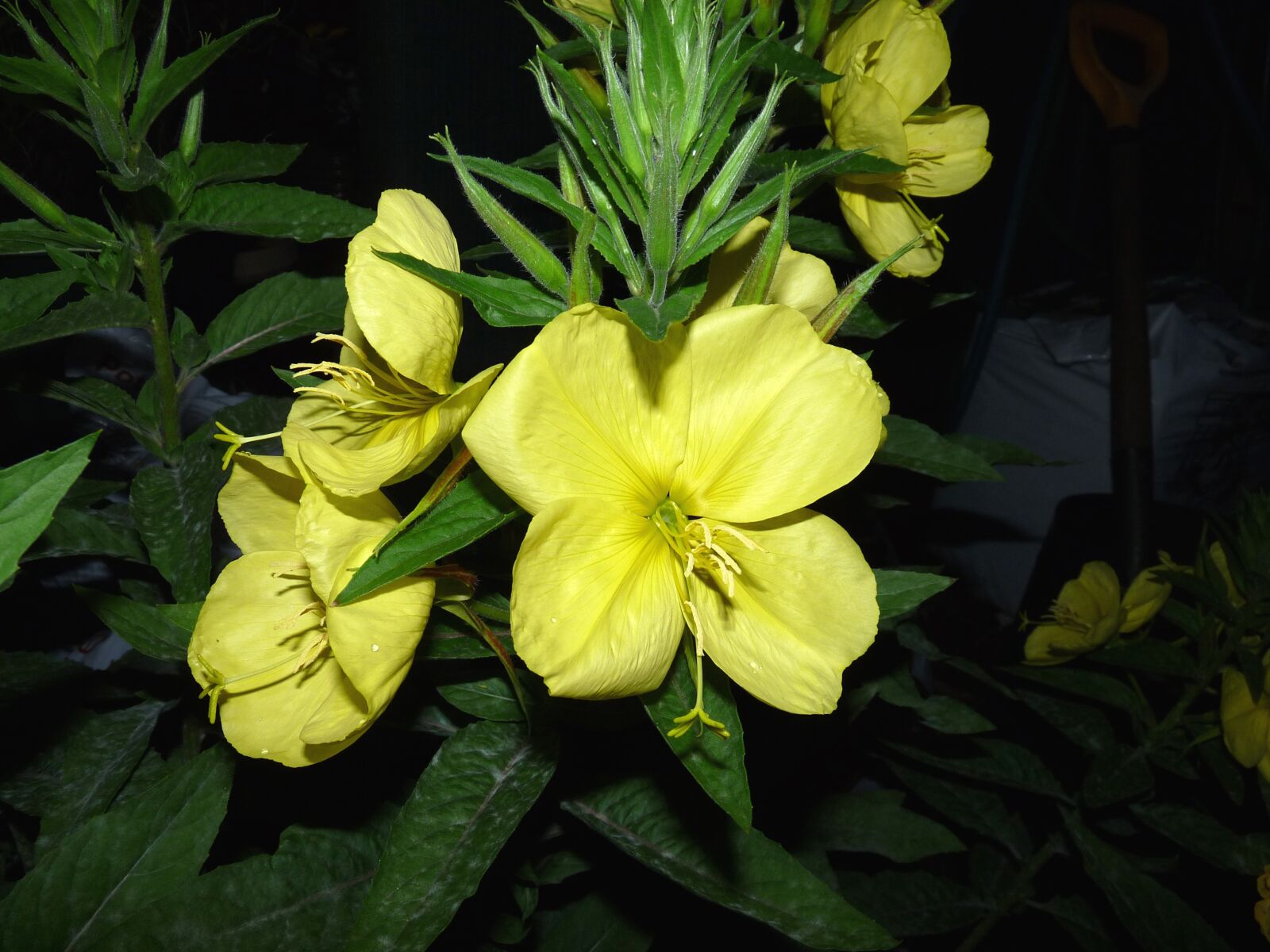 Panasonic Lumix DMC-FZ28 sample photo. Flowers, yellow, evening photography