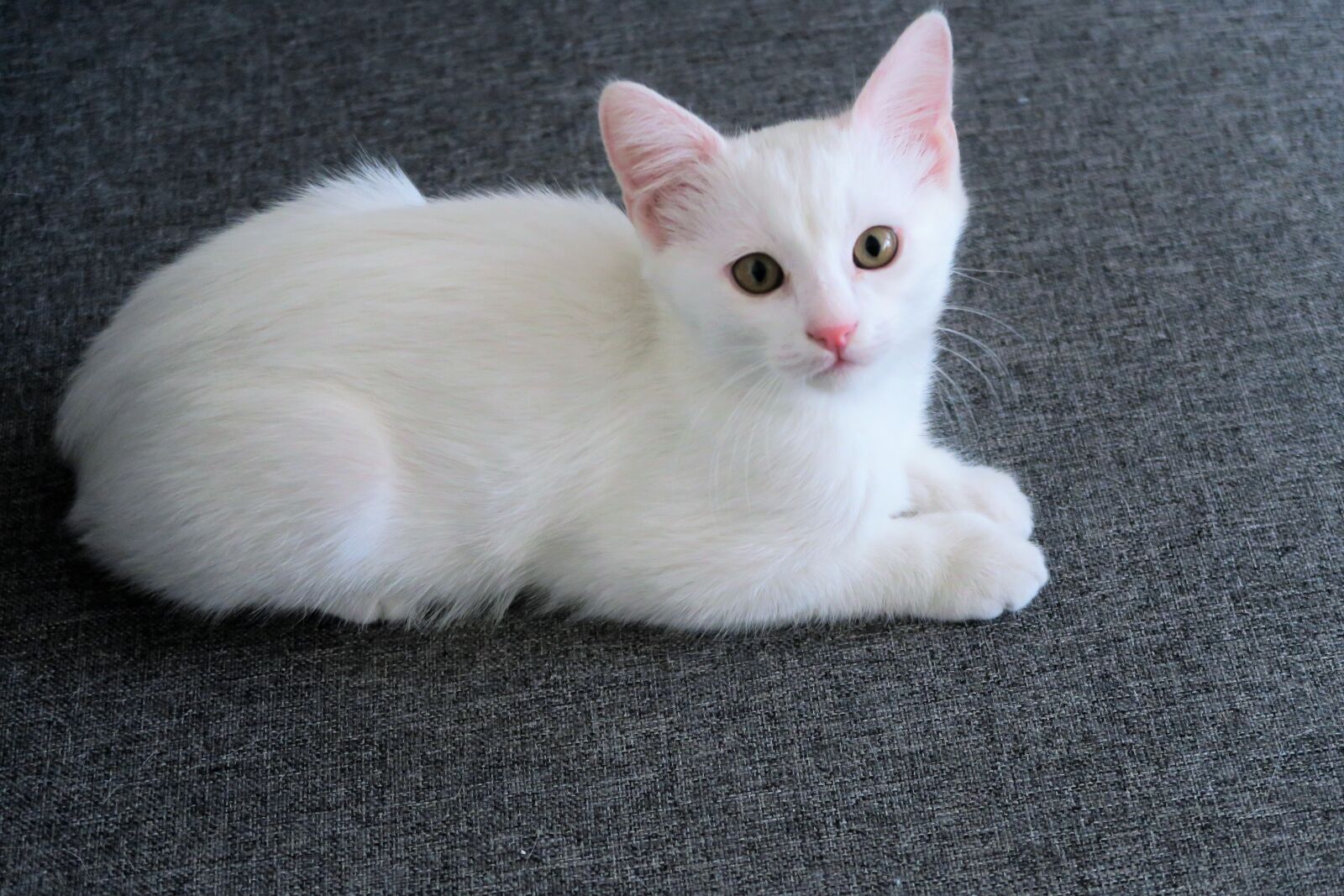 Canon PowerShot G7 X sample photo. Cat, animal, eyes photography
