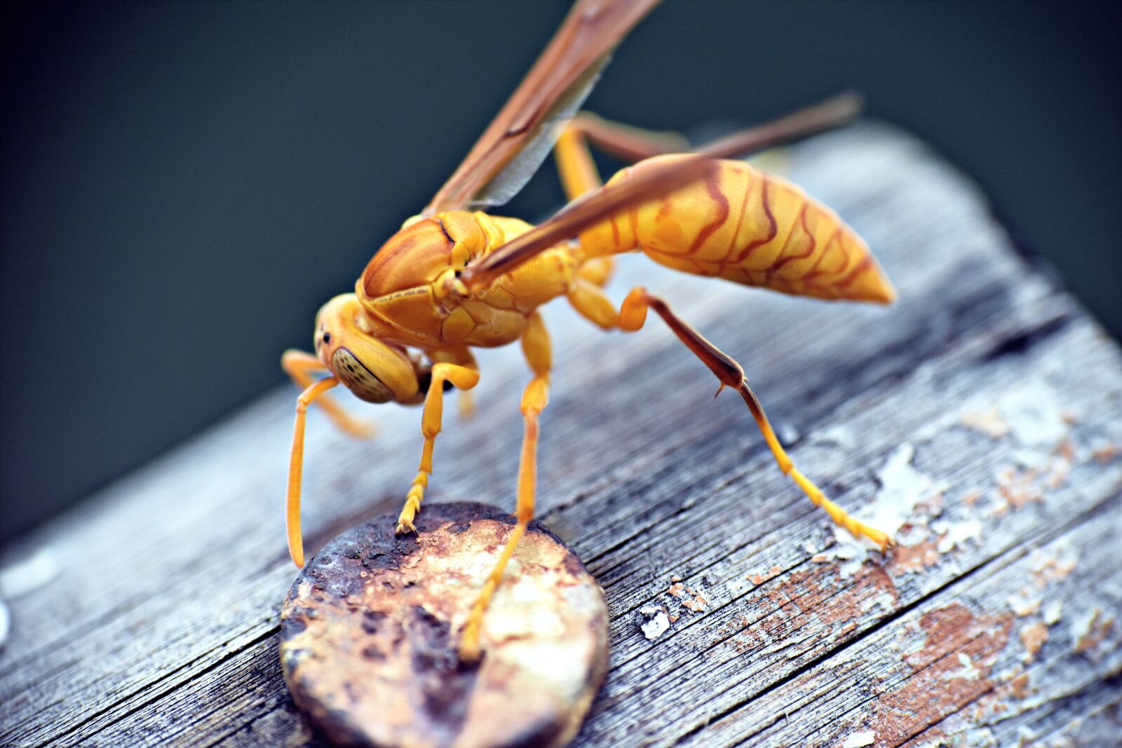 Nikon D5600 sample photo. Paper wasp, ropalidia marginata photography
