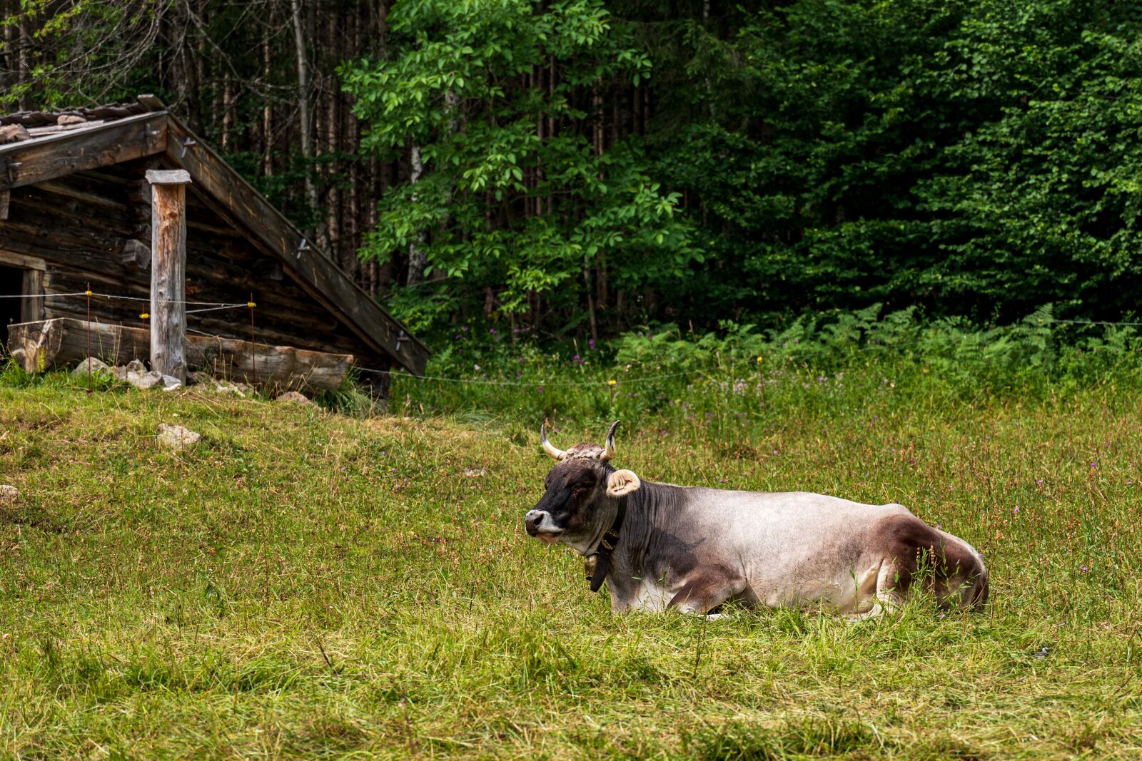 Leica SL (Typ 601) sample photo. Cow, alm, cattle photography