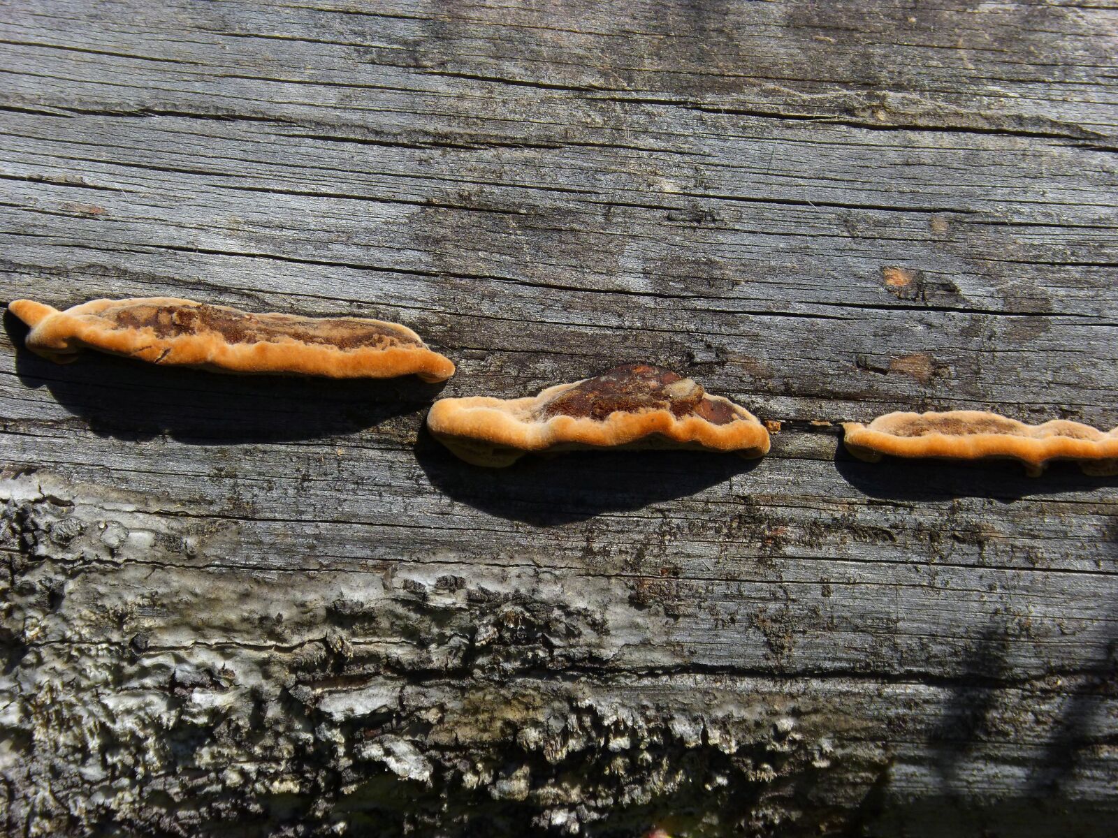 Panasonic DMC-FZ62 sample photo. Mushrooms, trunk, fungi photography