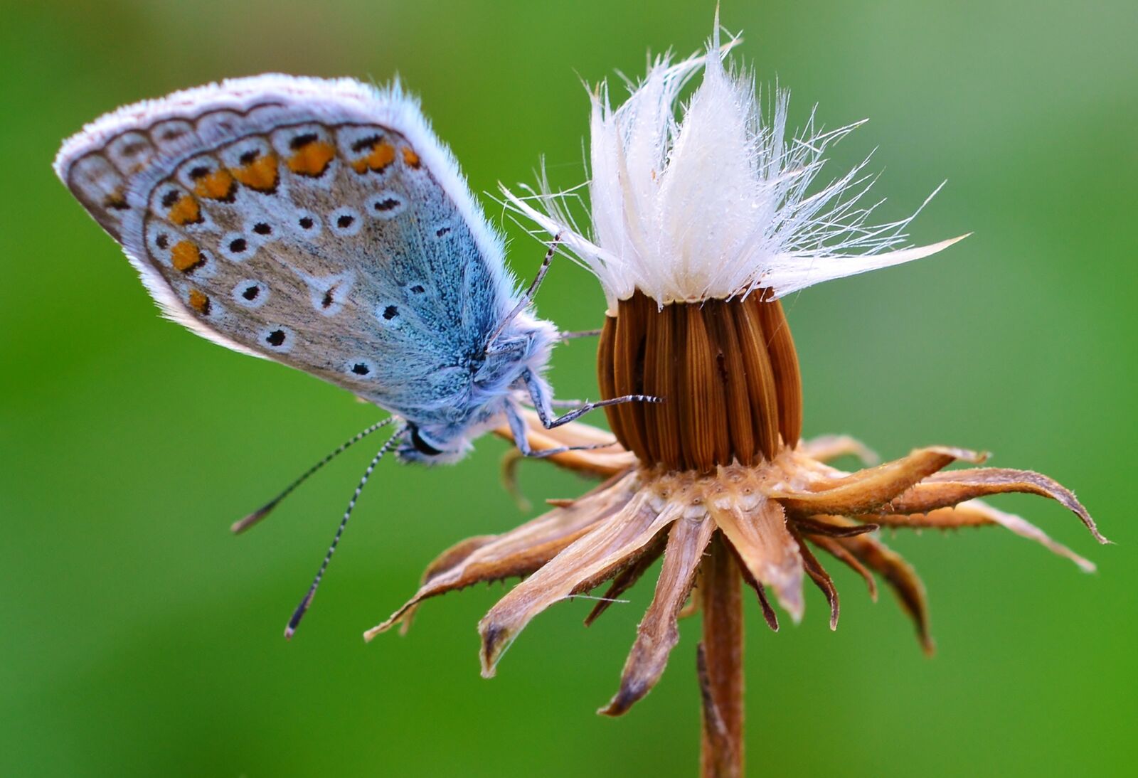 Nikon D5200 sample photo. Butterfly, common blue, morning photography