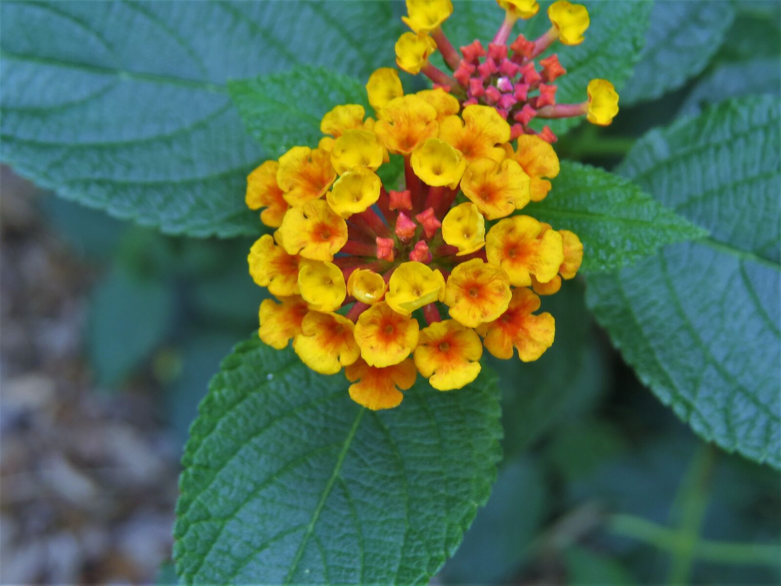 Canon PowerShot SX50 HS sample photo. Flowers, tiny, close up photography