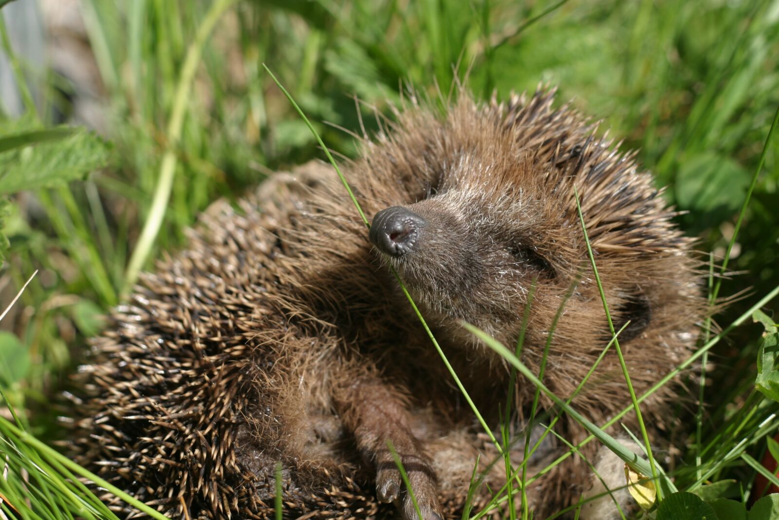 Canon EOS 10D sample photo. Hedgehog, spur, hannah photography