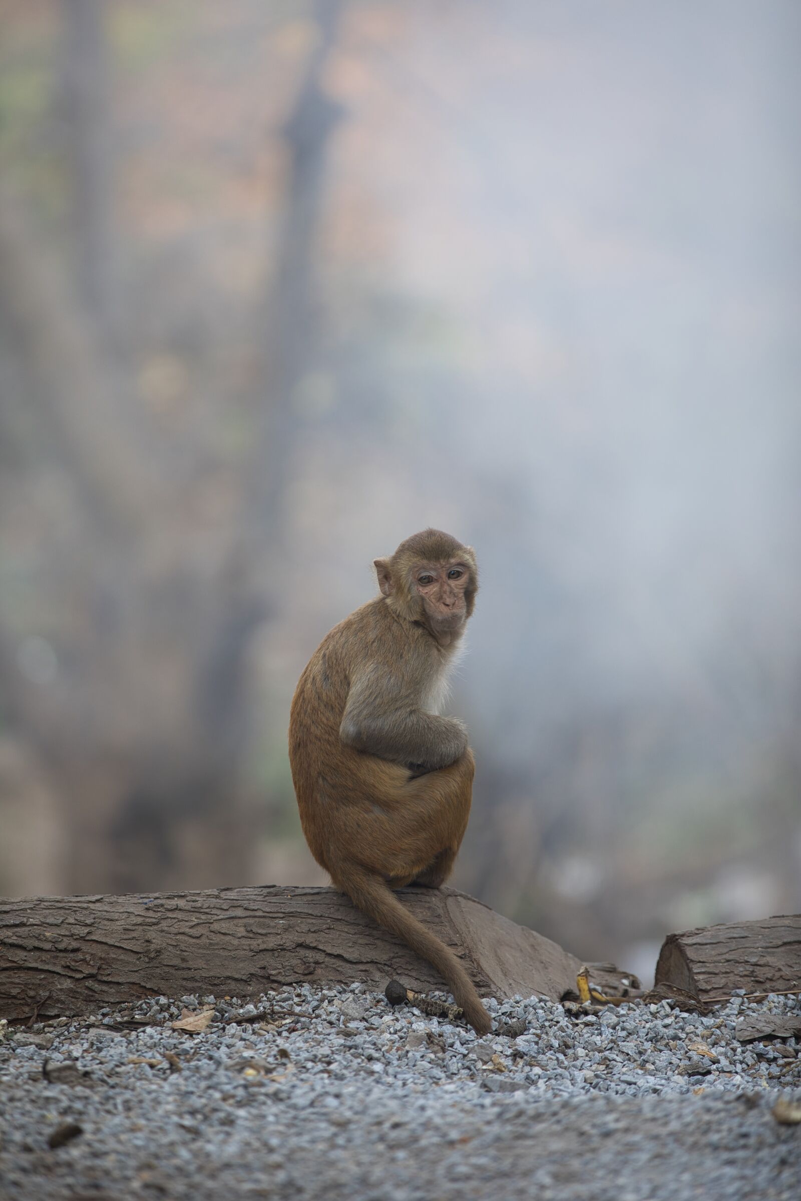 Canon EF 70-200mm F2.8L IS II USM sample photo. Monkey, animal, gorilla photography