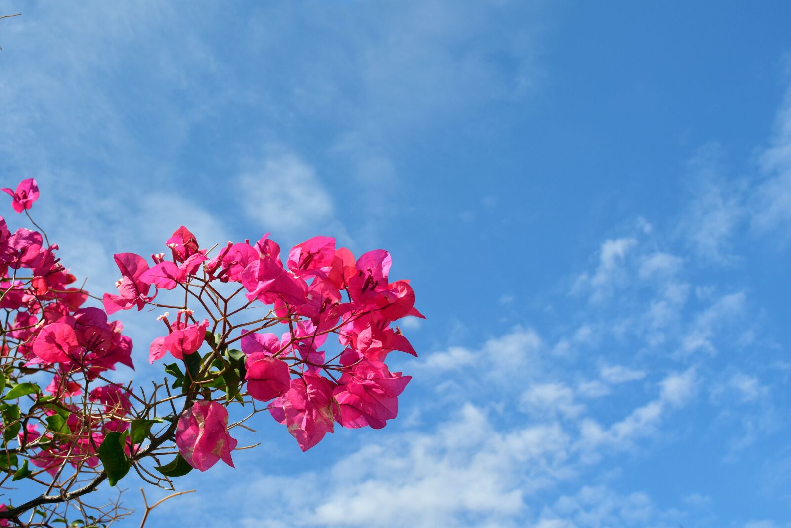Nikon D3300 sample photo. Bougainvillaea, blossom, bloom photography