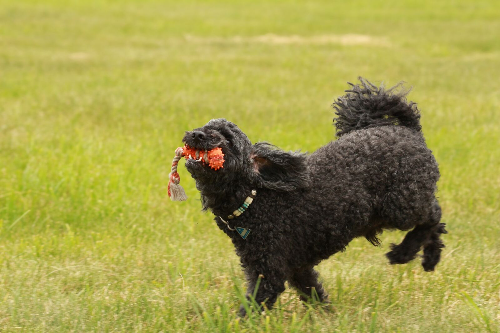 Canon EOS 700D (EOS Rebel T5i / EOS Kiss X7i) + Canon EF 70-300 F4-5.6 IS II USM sample photo. Poodle, play, race photography