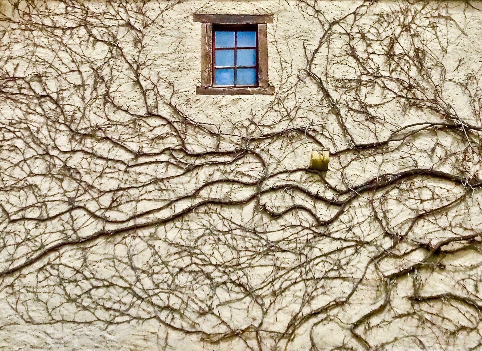 Sony Cyber-shot DSC-HX90V sample photo. Vine, window, wall photography