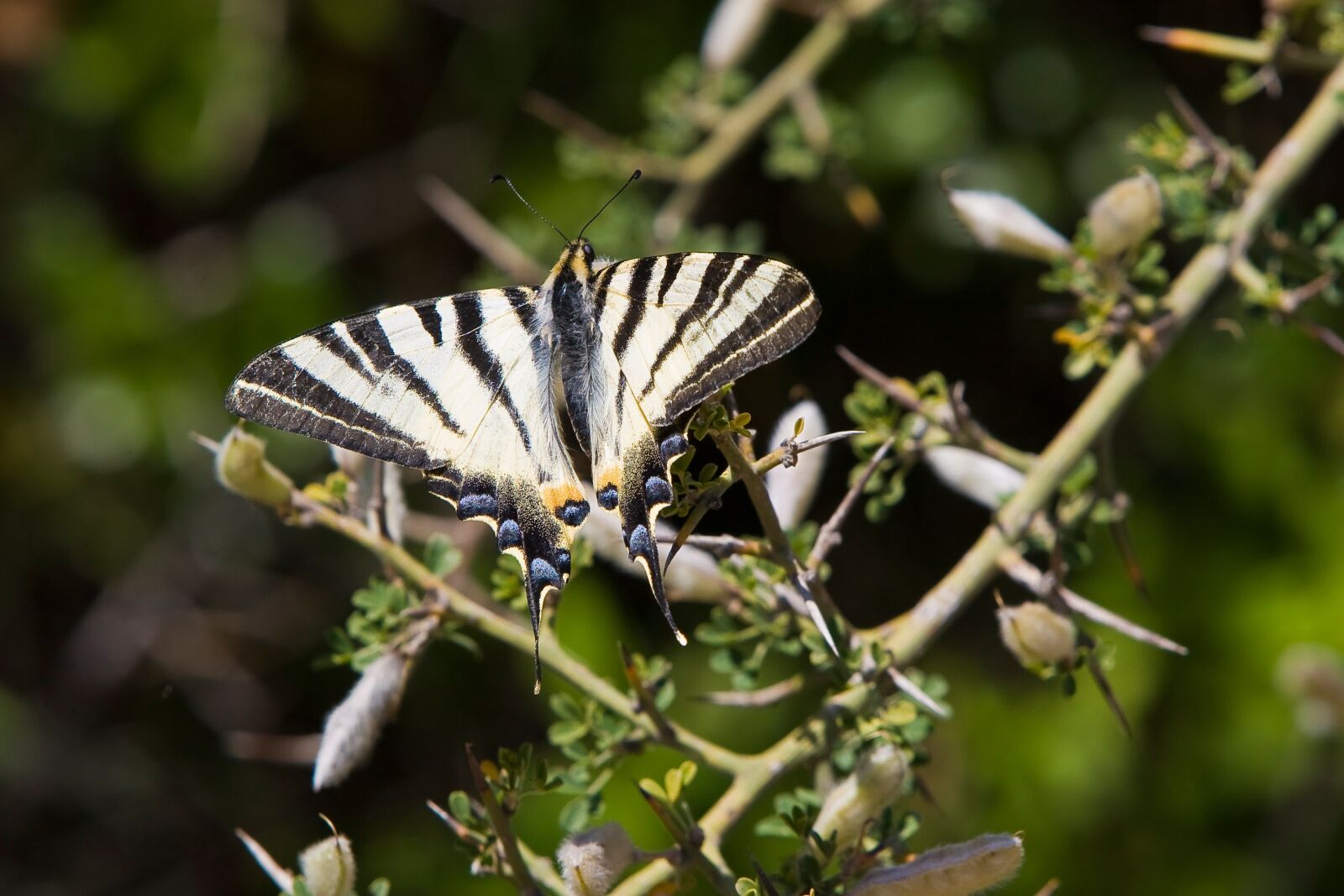 Canon EOS 20D sample photo. Butterfly, heraclides thoas swallowtail photography