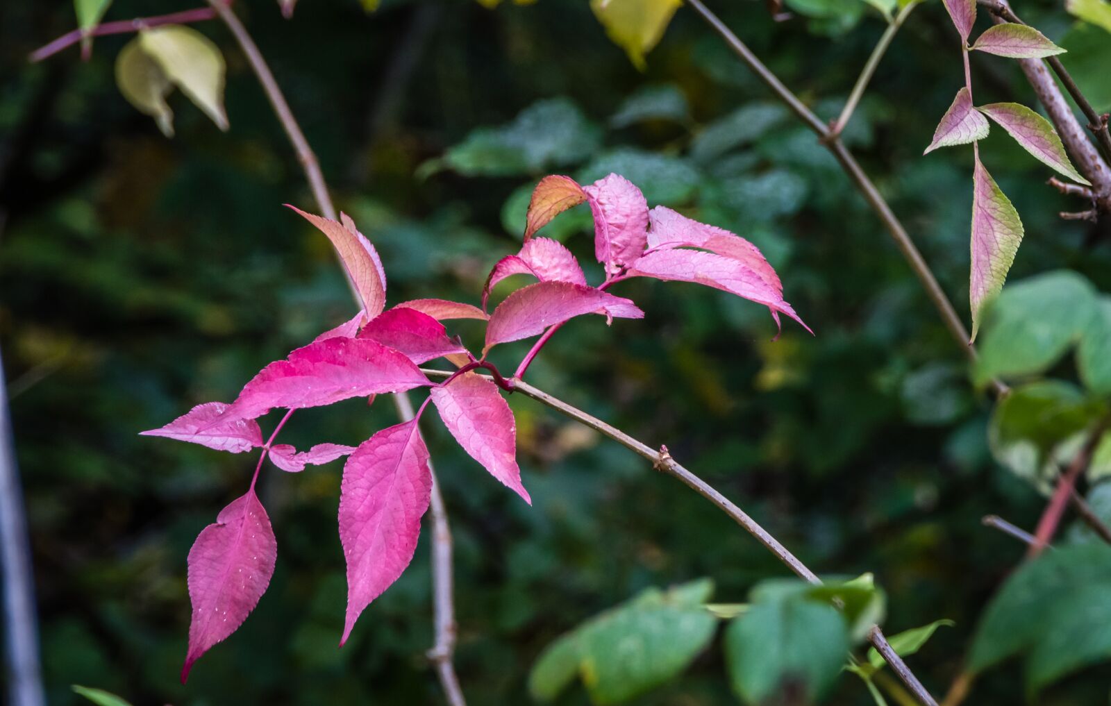 Nikon D500 sample photo. Flora, red, nature photography