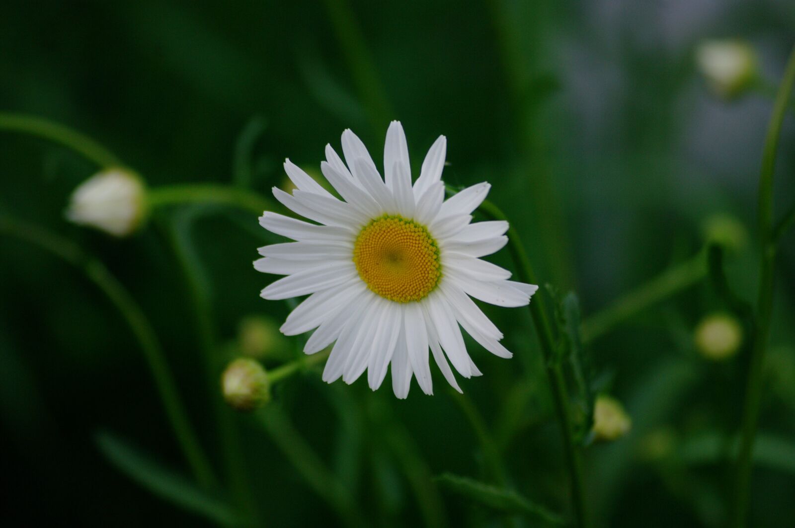 Samsung GX-20 sample photo. Daisy, flower, white photography
