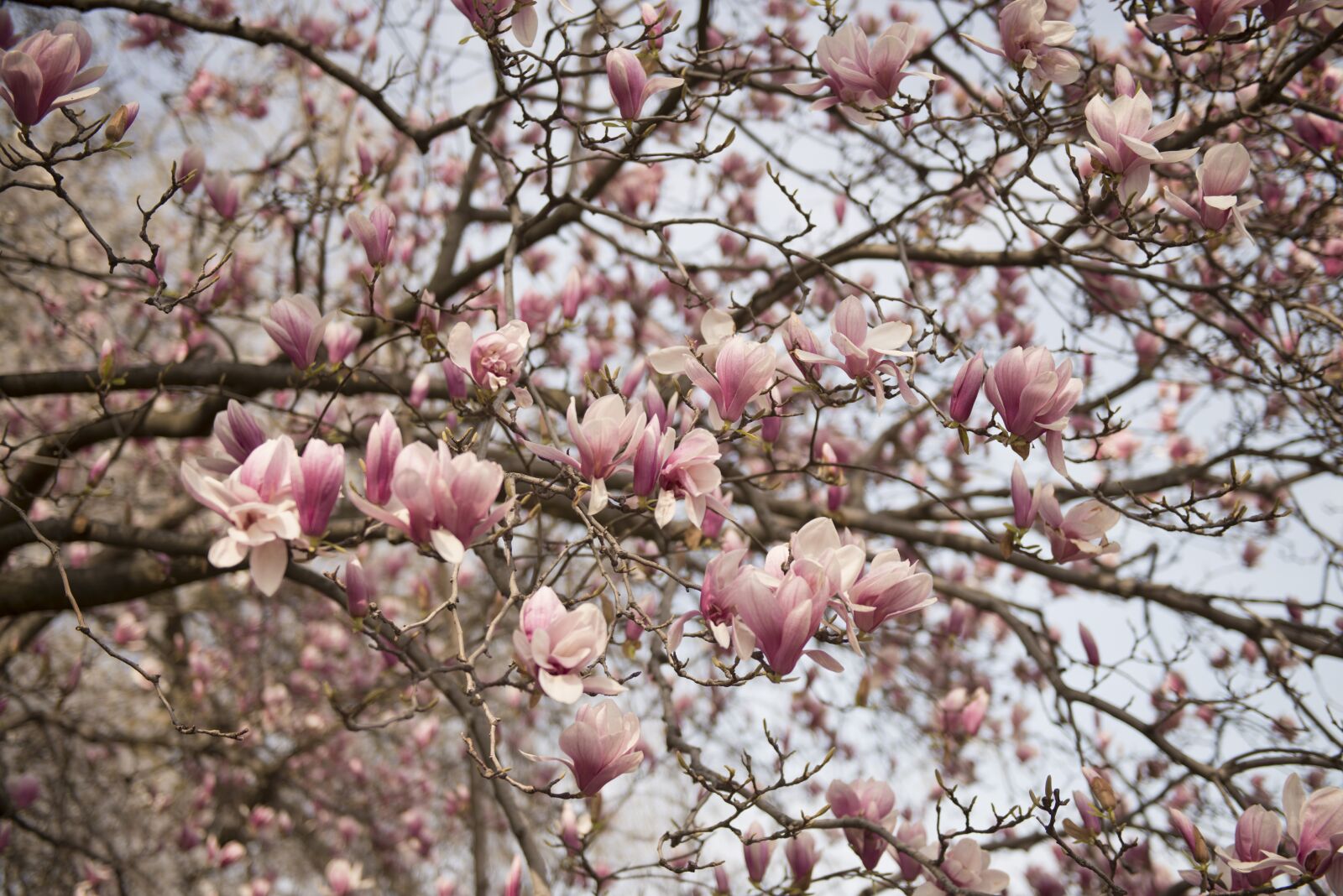 Nikon D800 sample photo. Pink, flower, tree photography