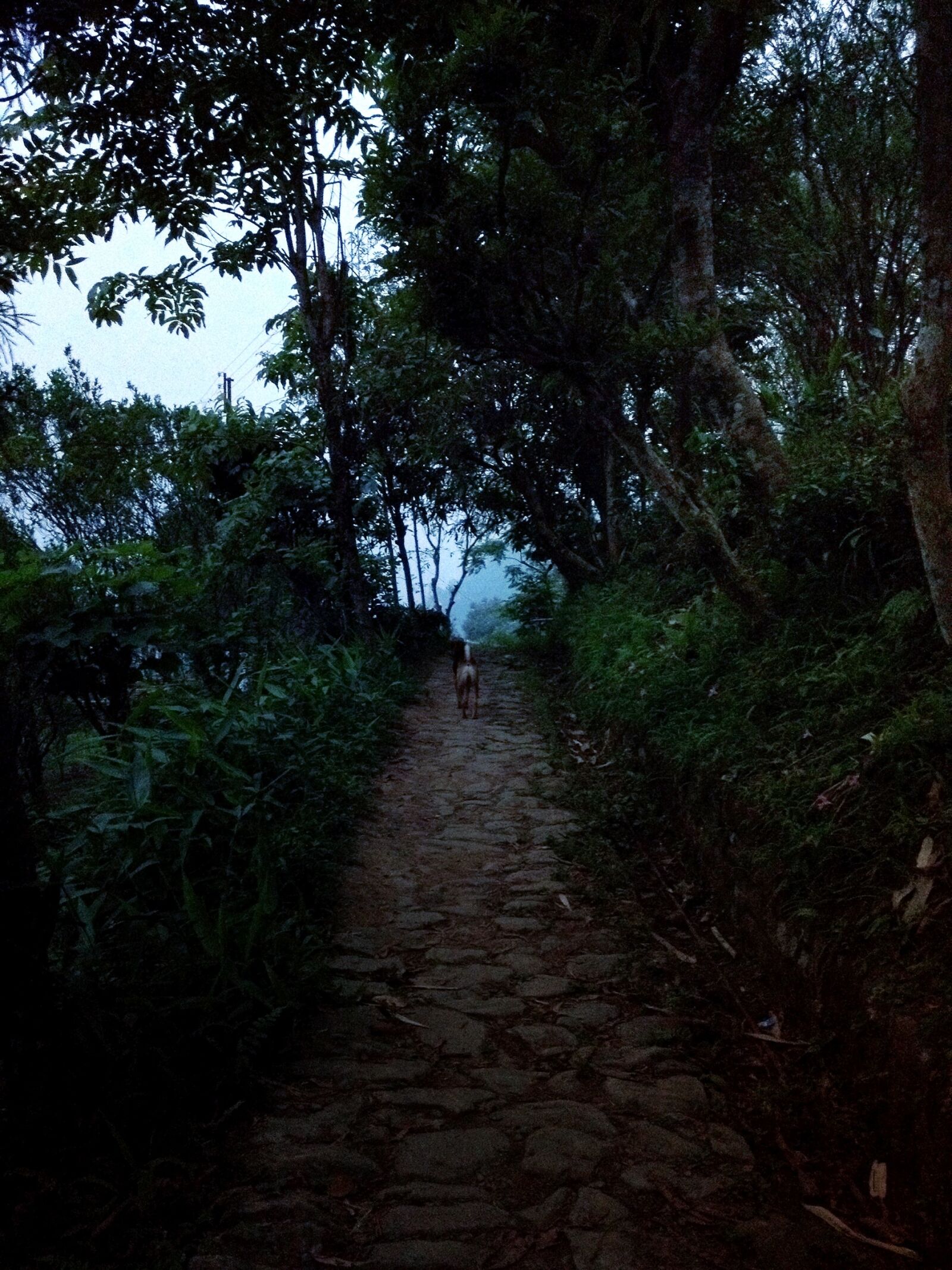 iPhone 4S back camera 4.28mm f/2.4 sample photo. Trail, path, woods photography