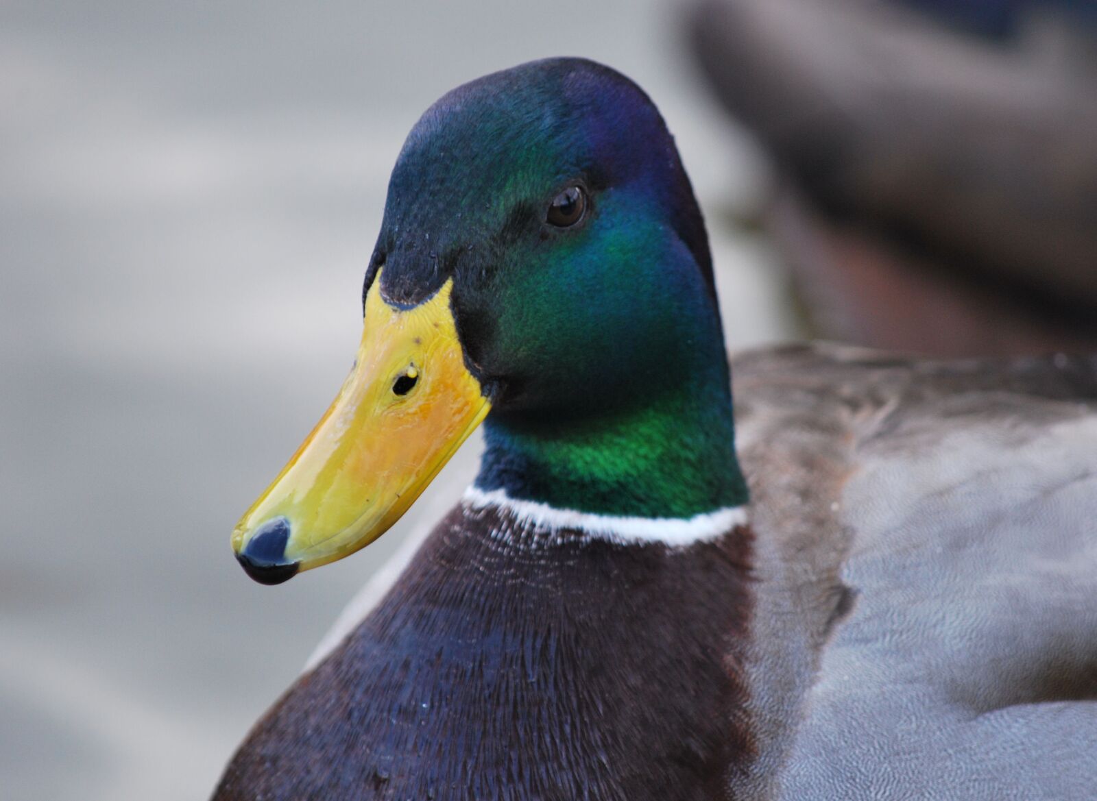 Nikon D60 sample photo. Bird, nature, duck photography