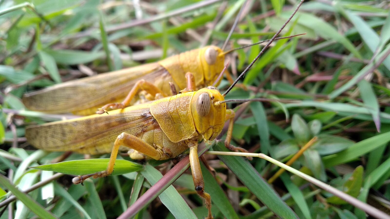 Xiaomi Redmi 5 Plus sample photo. Viridissima, insect, green photography