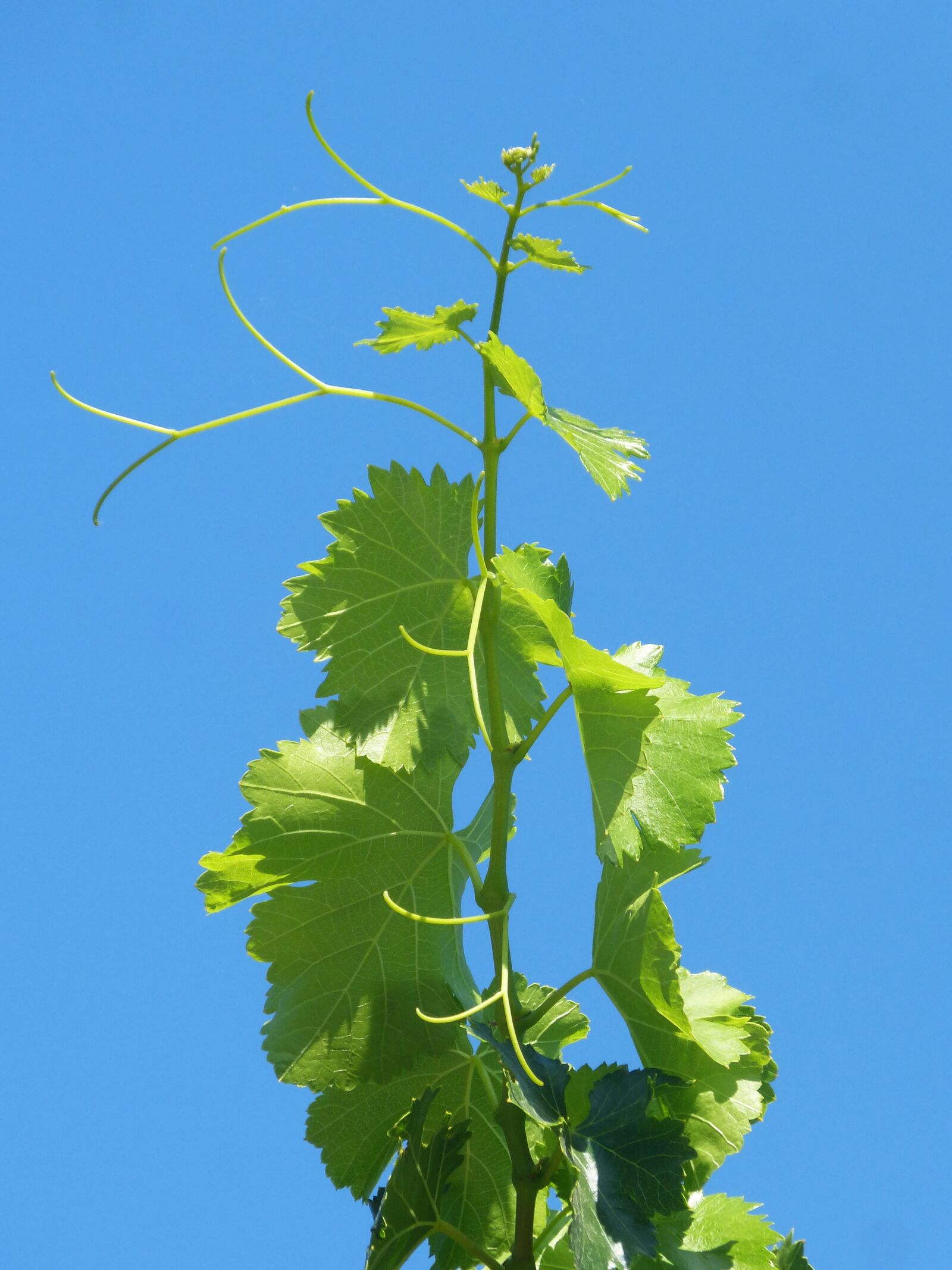 Panasonic DMC-FZ62 sample photo. Vine, outbreak, fig leaf photography