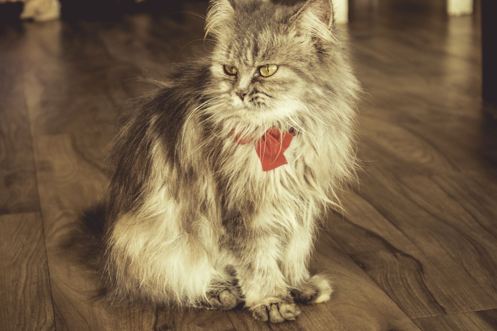 Canon EOS 750D (EOS Rebel T6i / EOS Kiss X8i) sample photo. Cat, animal, pet photography