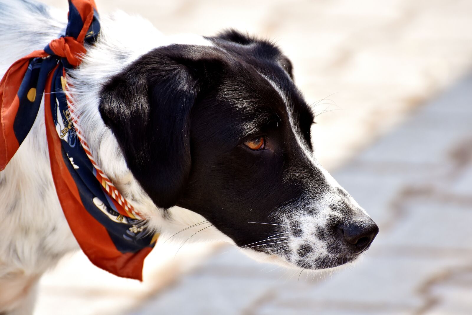 Nikon D7200 sample photo. Dog, animal, view photography