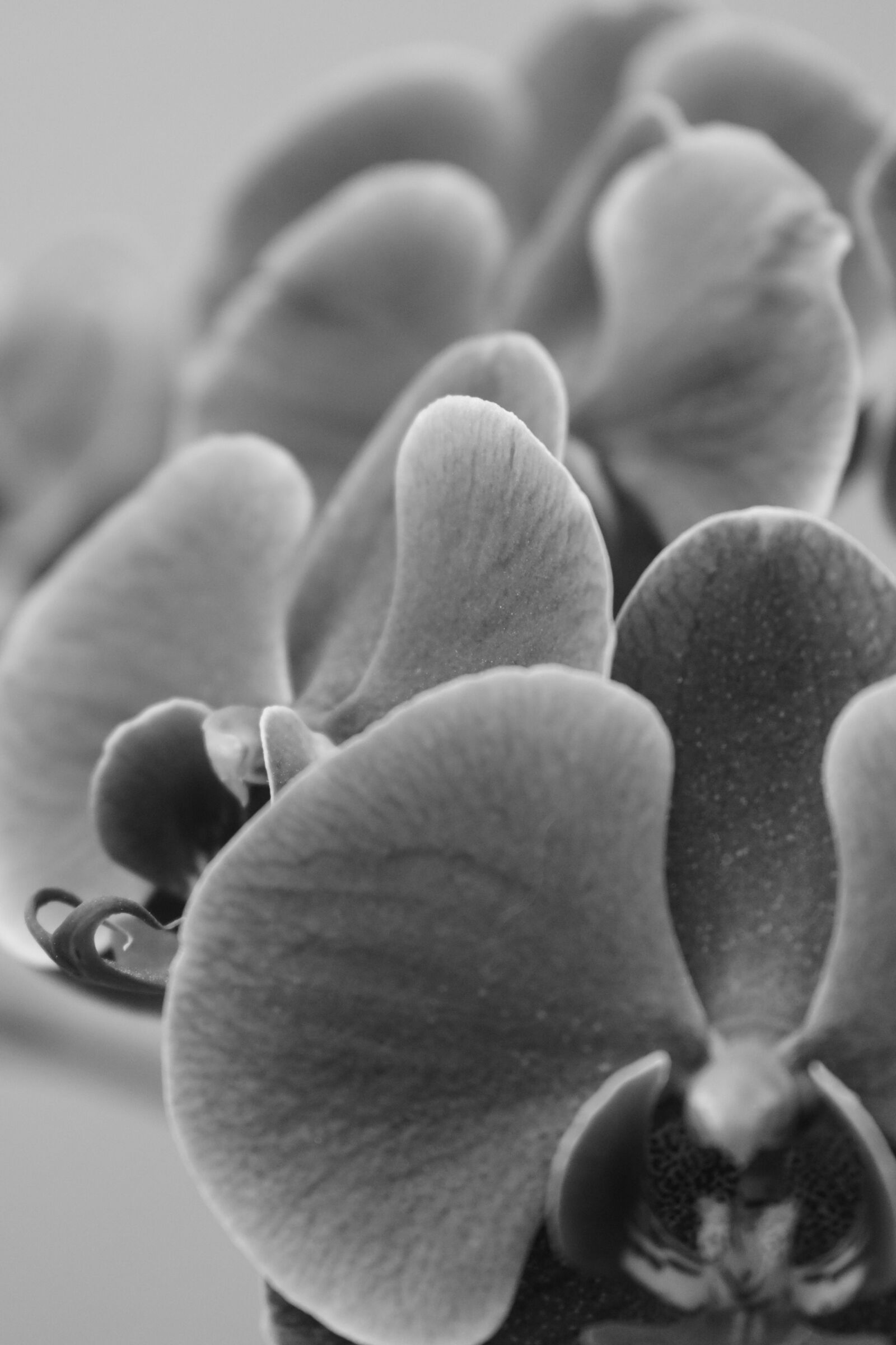 Nikon D3500 sample photo. Orchid, flowers, b w photography