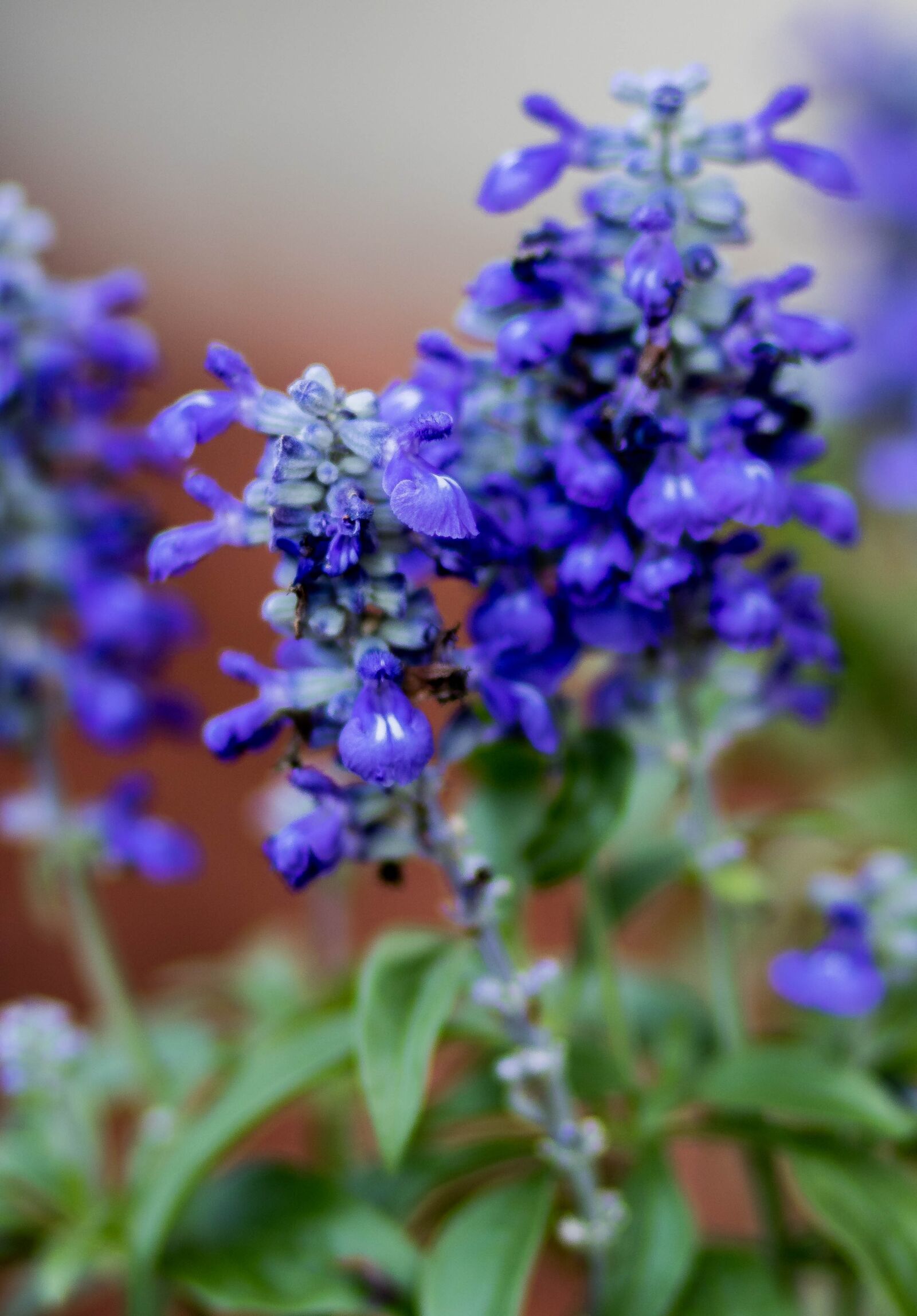 Canon EOS 750D (EOS Rebel T6i / EOS Kiss X8i) + Canon EF 85mm F1.8 USM sample photo. Flower, lavender, nature photography
