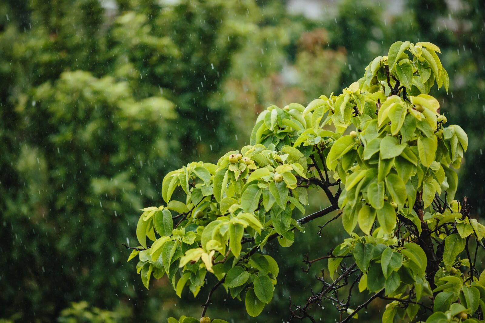 Canon EF 135mm F2L USM sample photo. Rain, rainy season, spring photography